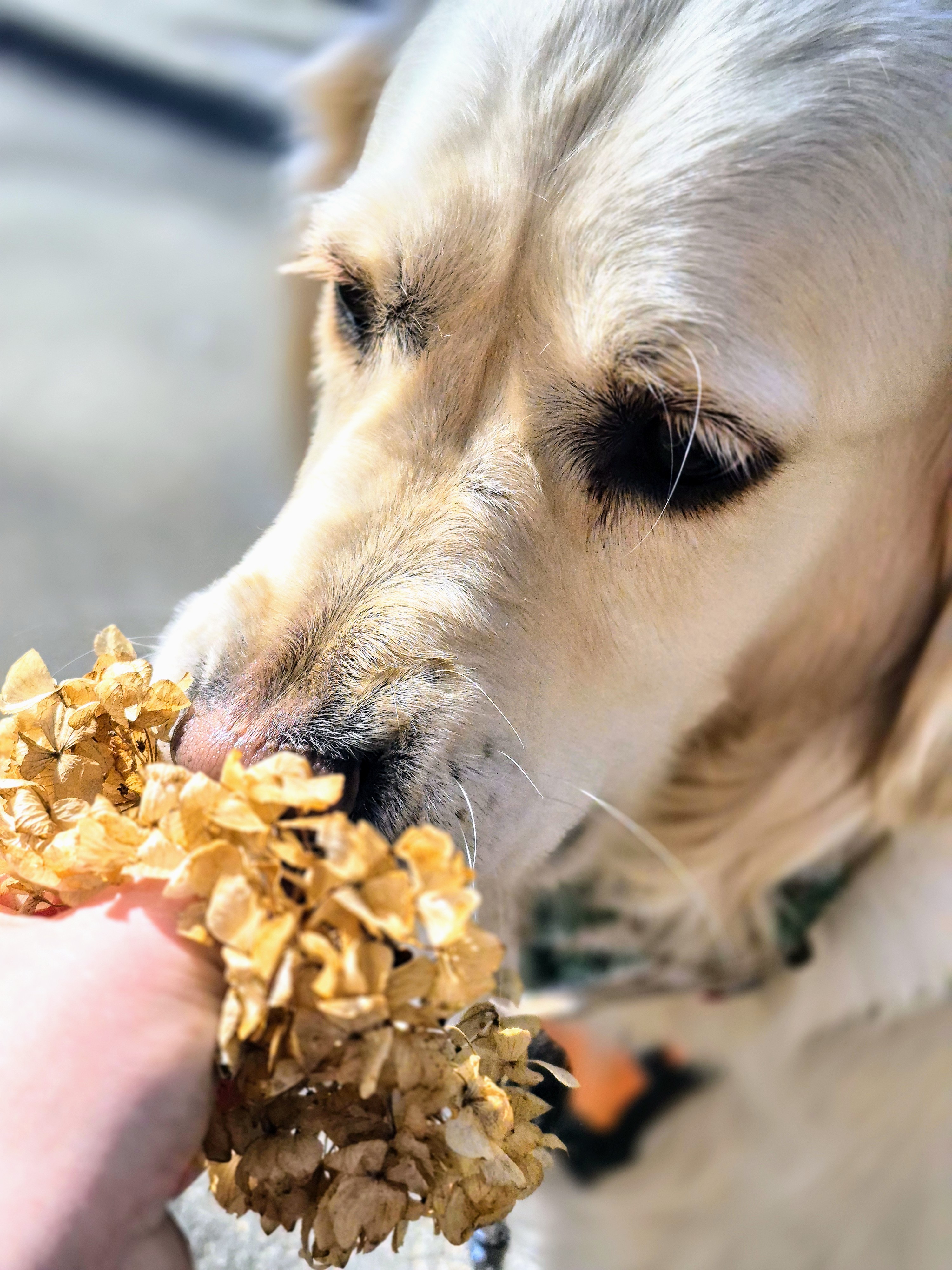 Looking Paw-sitively Fetching, Bagel—you’re On A Roll! 🌼
