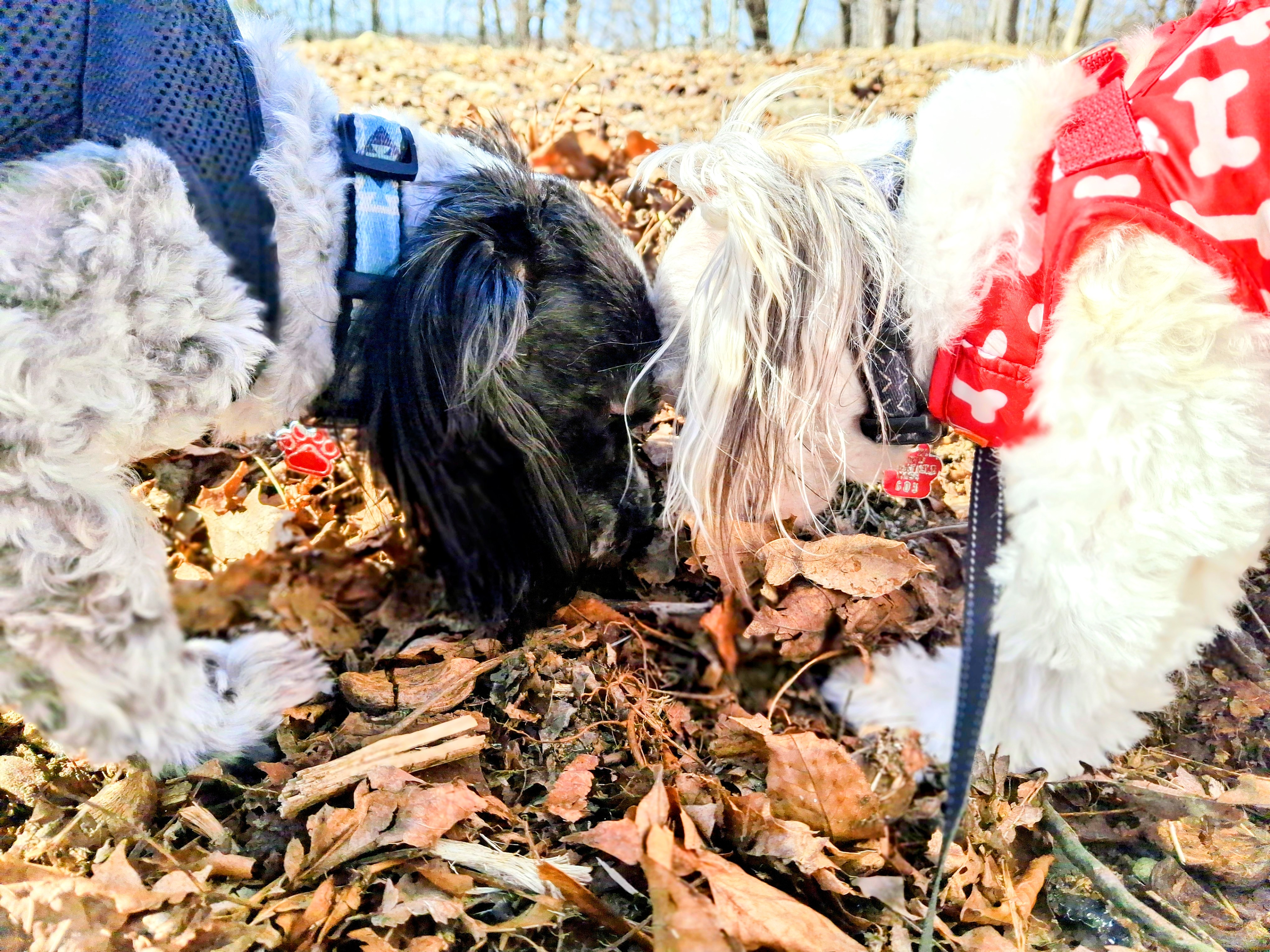 Where Is That Woodpecker?! 🐦