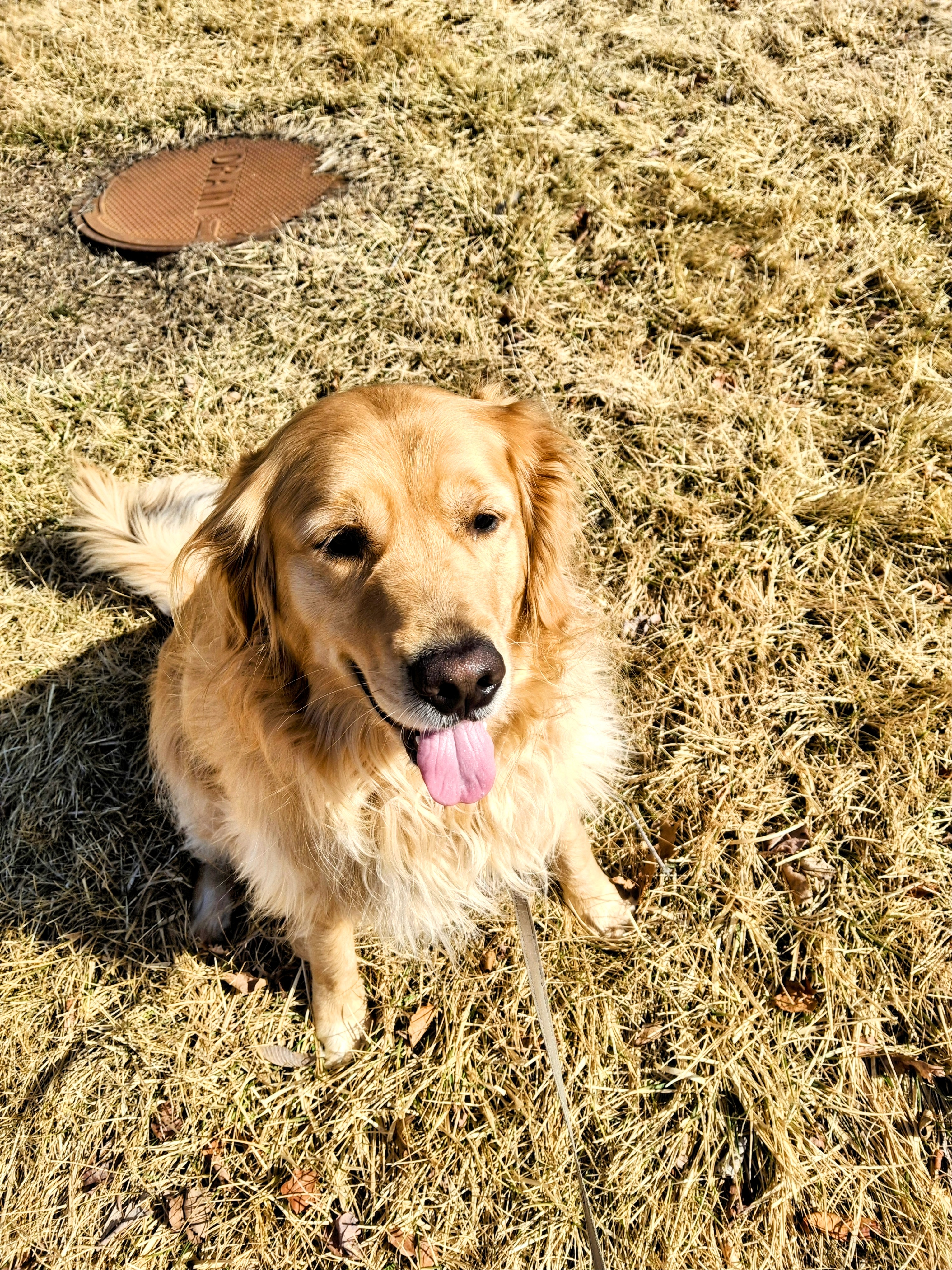 Solo Beau 🐾