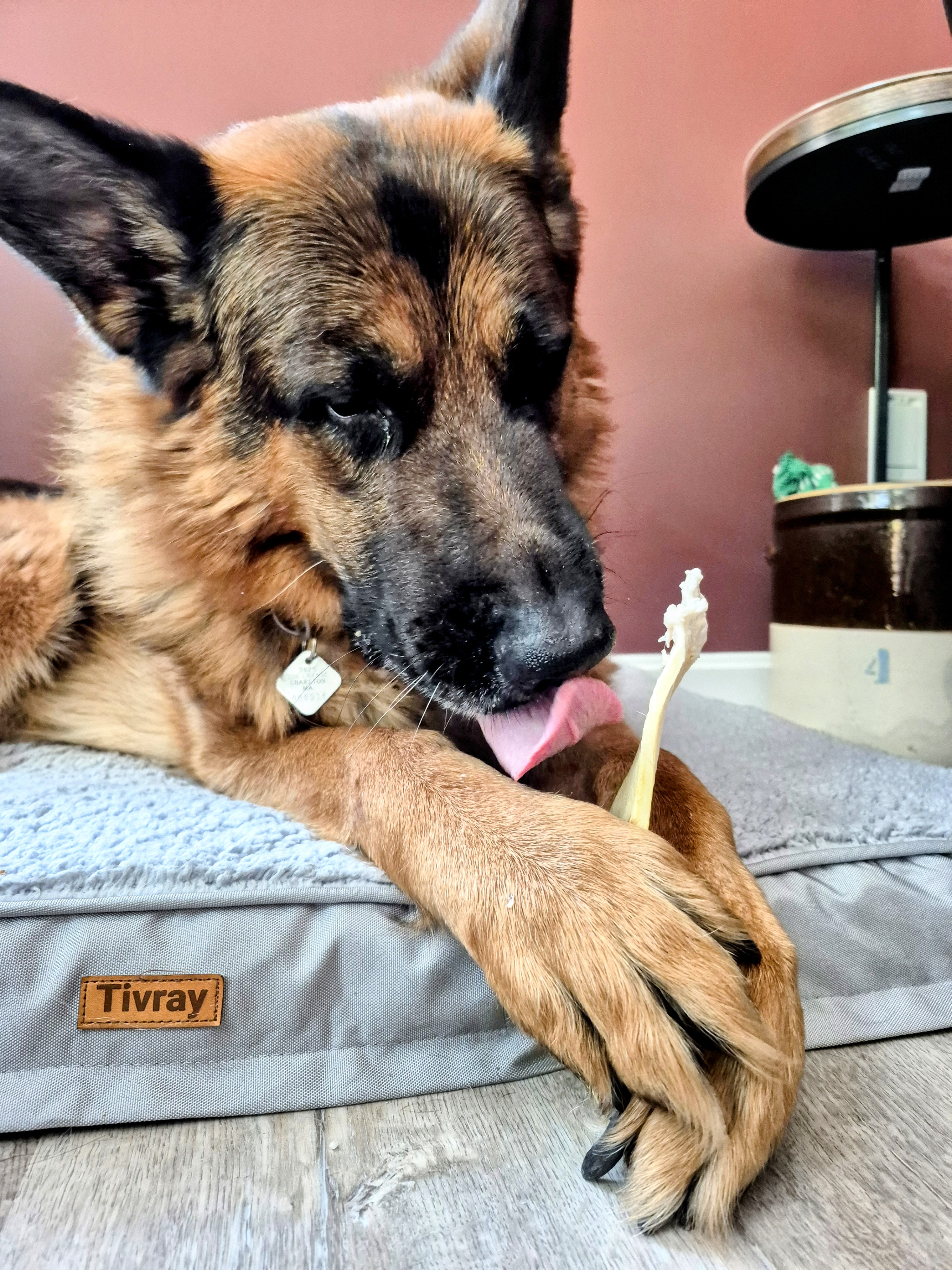 Bone-afide Delight: Dog Max’s Tail-Wagging Bone Bonanza 🦴🐾