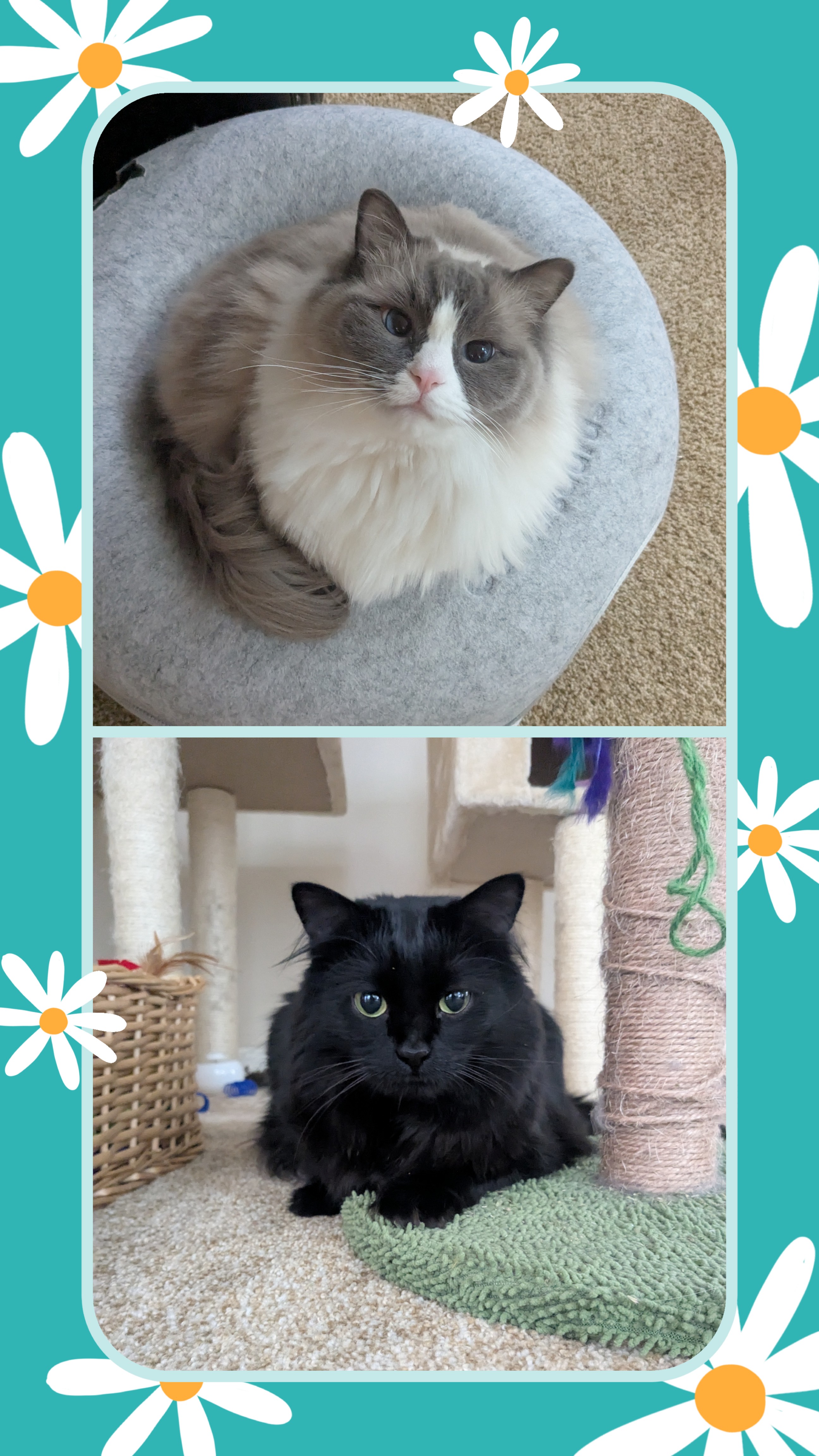My Furry Shadows!