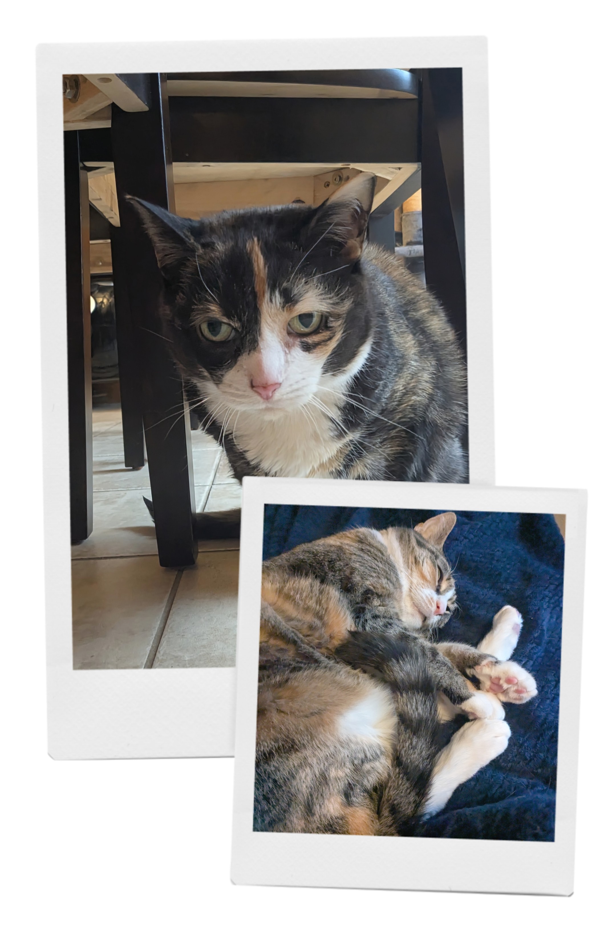 Caturday Morning With Tinker And Blu!