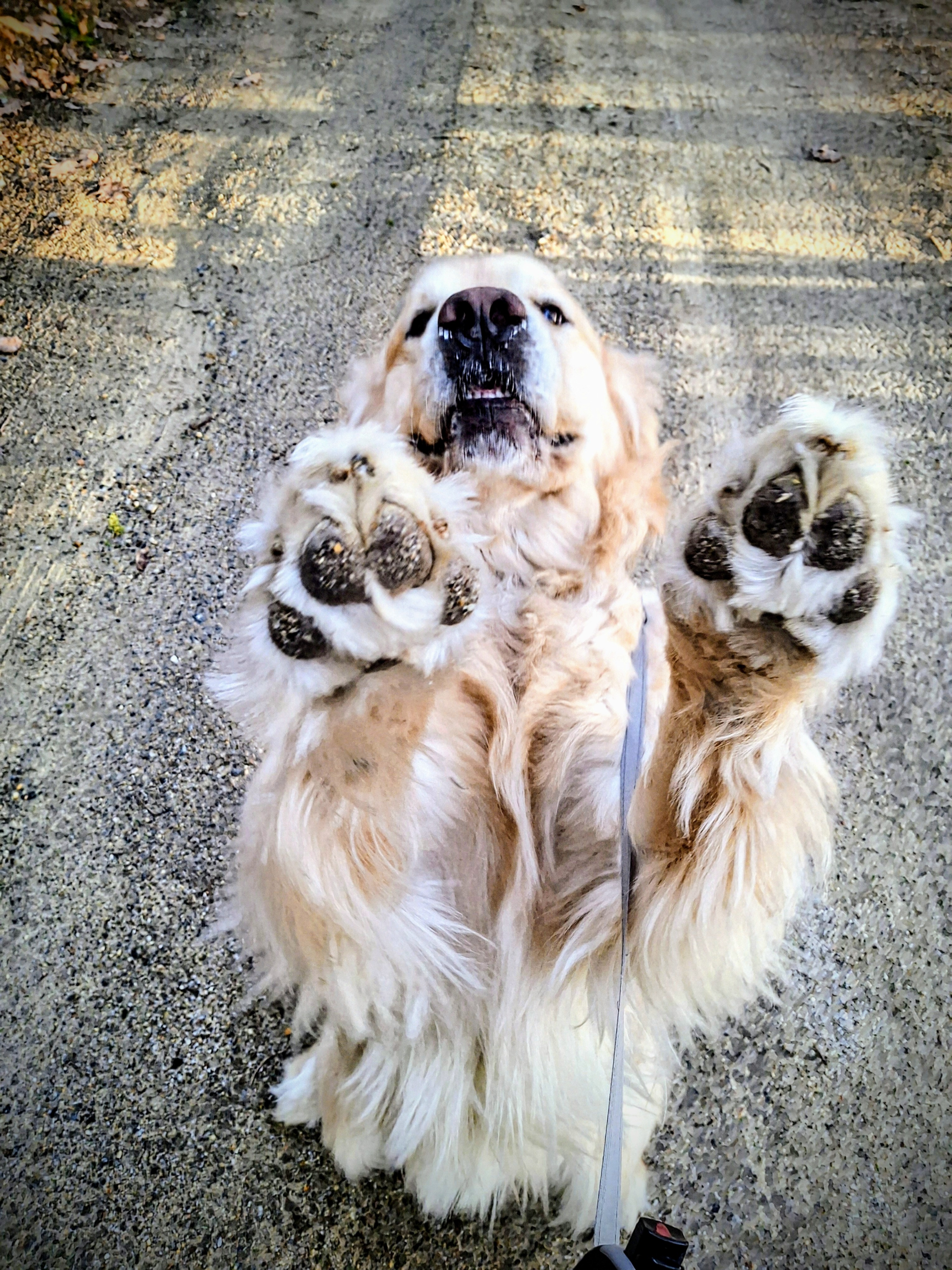 Krishna Gives Us 2 Paws!!