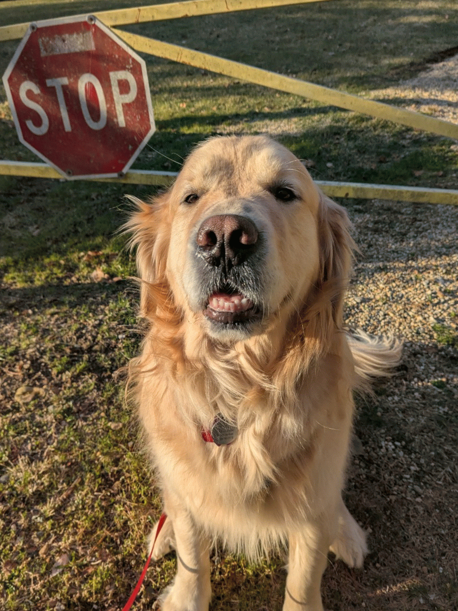 🎶STOP! In The Name Of Love! (of Treats)❤️🎶