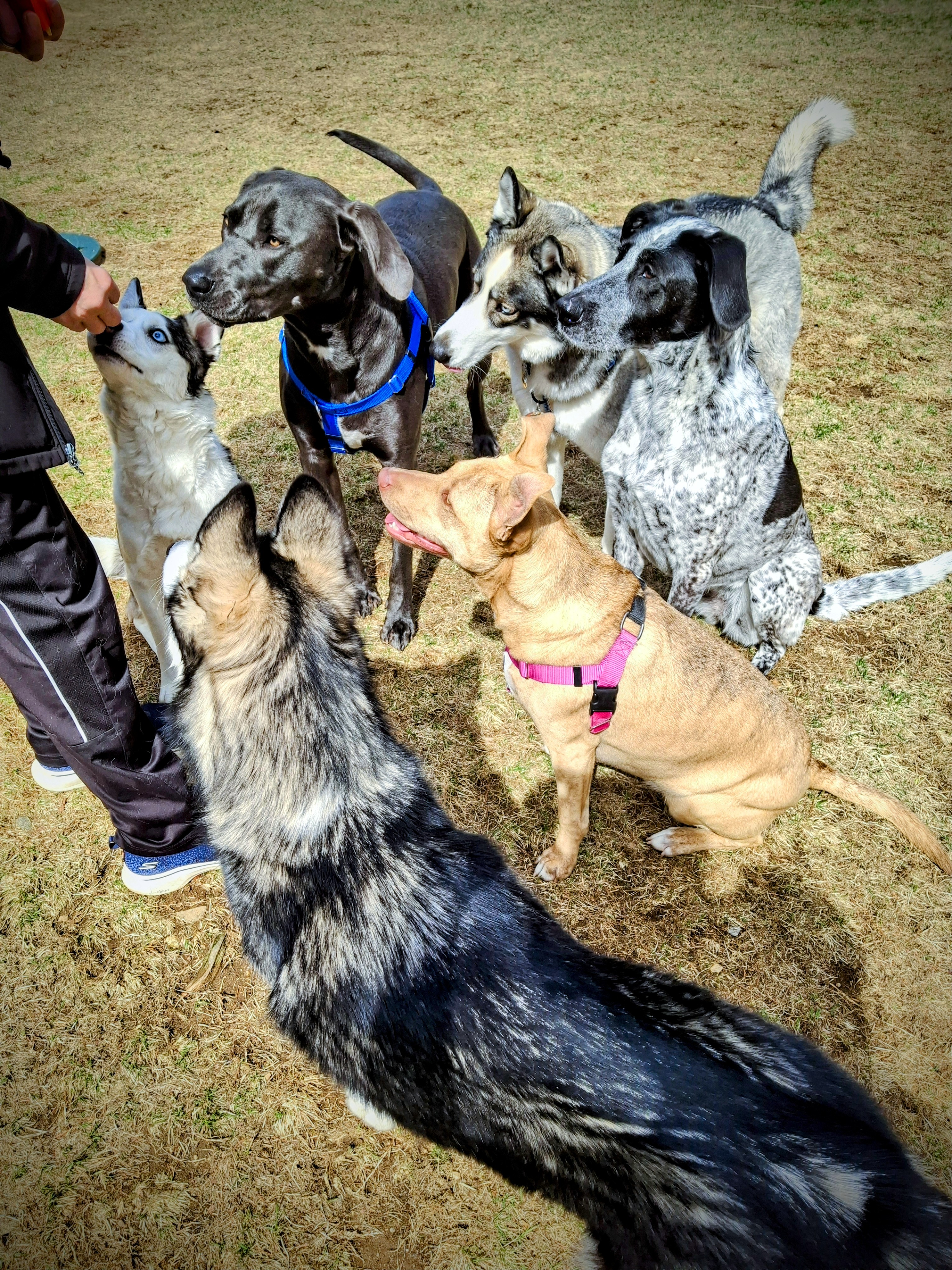 Six Paws, One Party: Unleash The Fun! 🥳