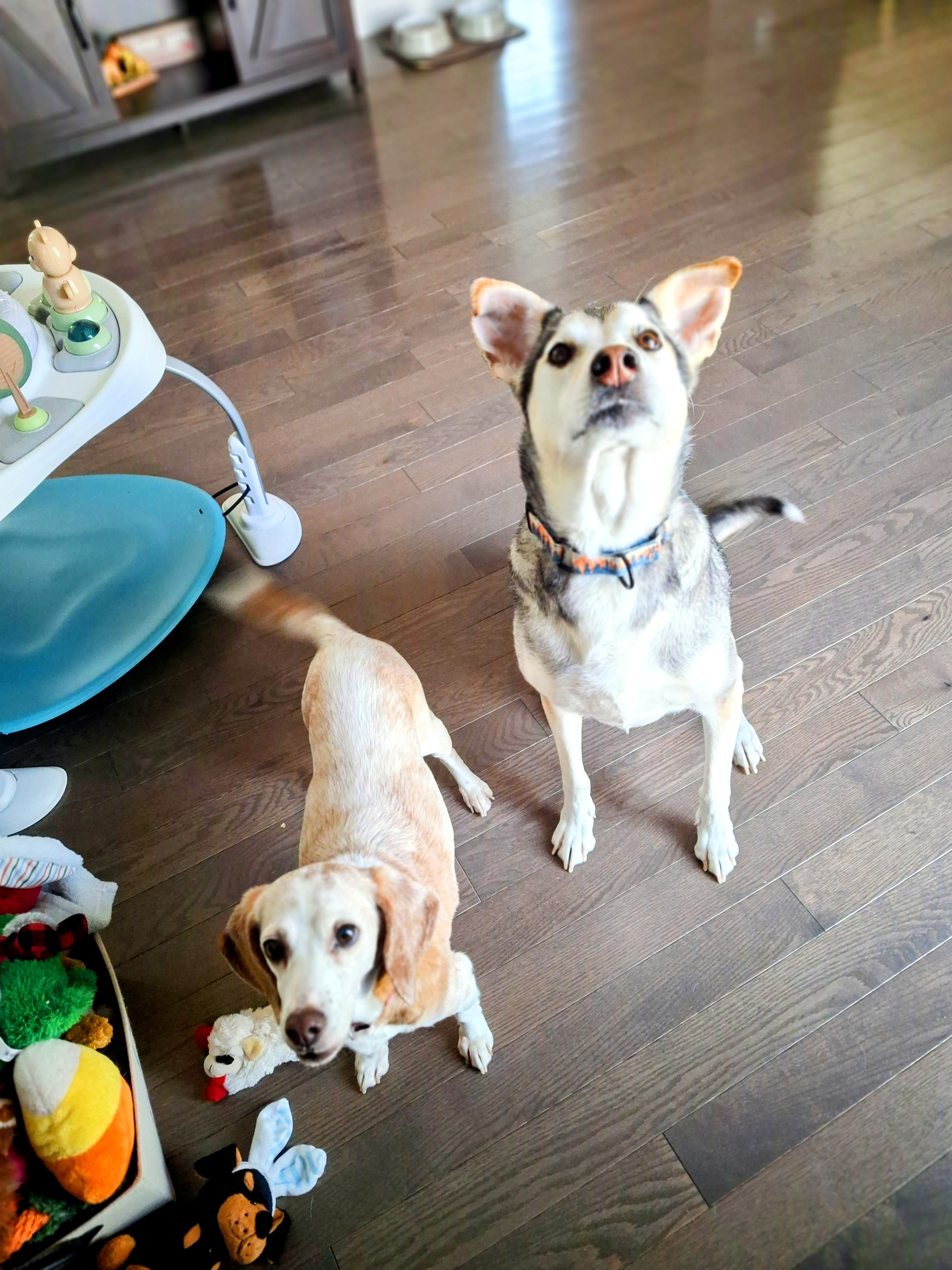 Duke & Dixie: The Most Adorable Duo! ❤️