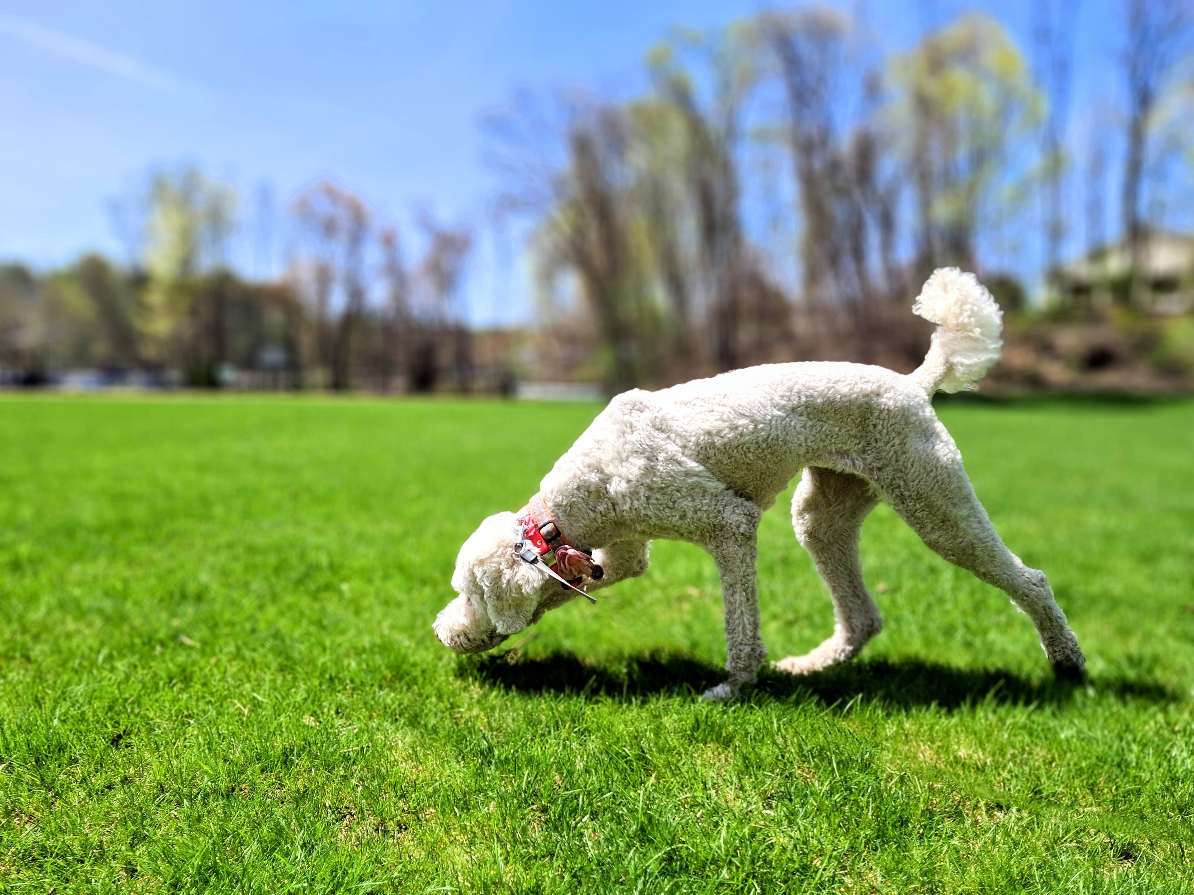 A Curveball? 🥎 More Like A Curls-ball For This Pup! ➿️