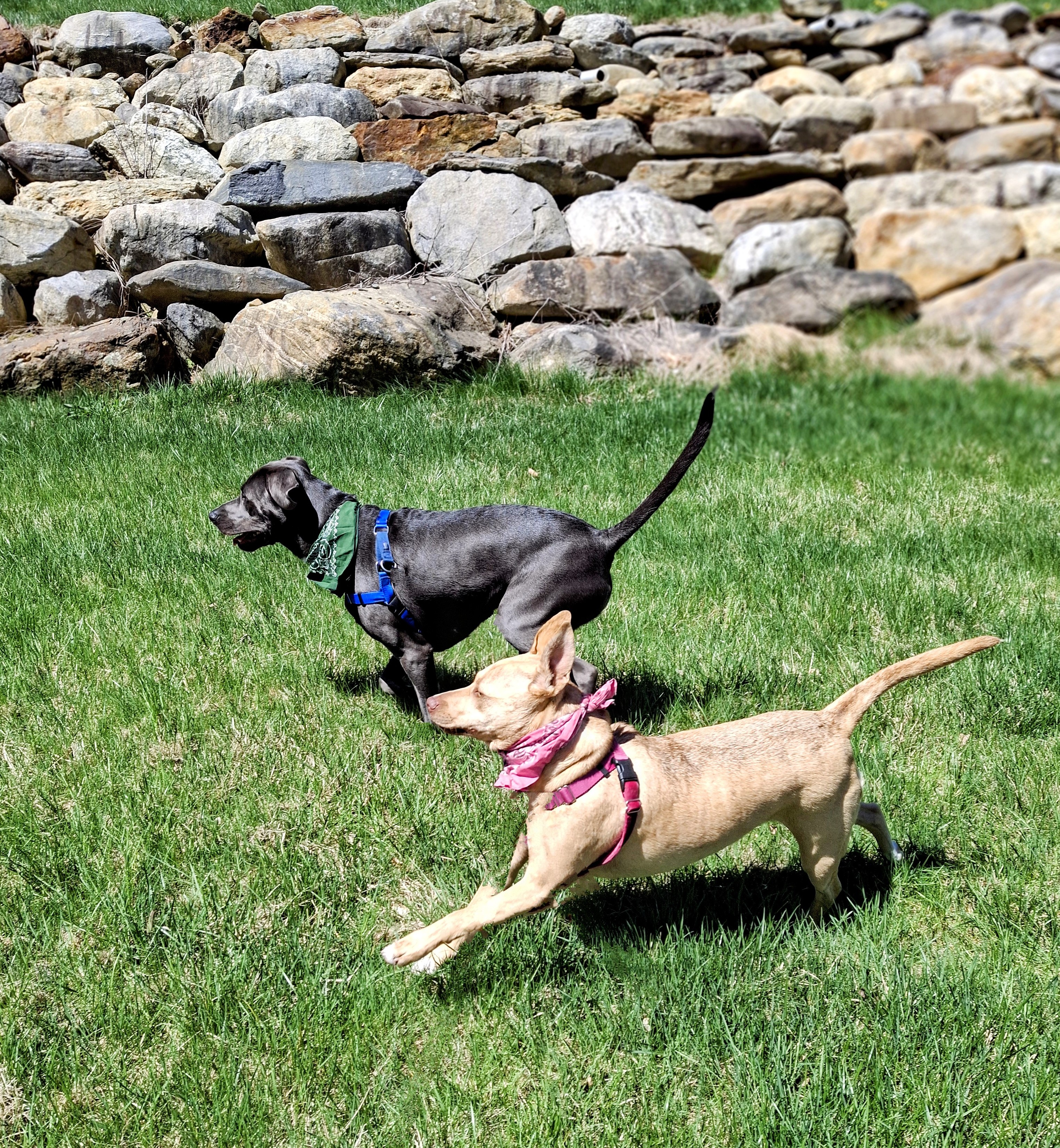 Ruff & Tumble, Double Trouble ✌️