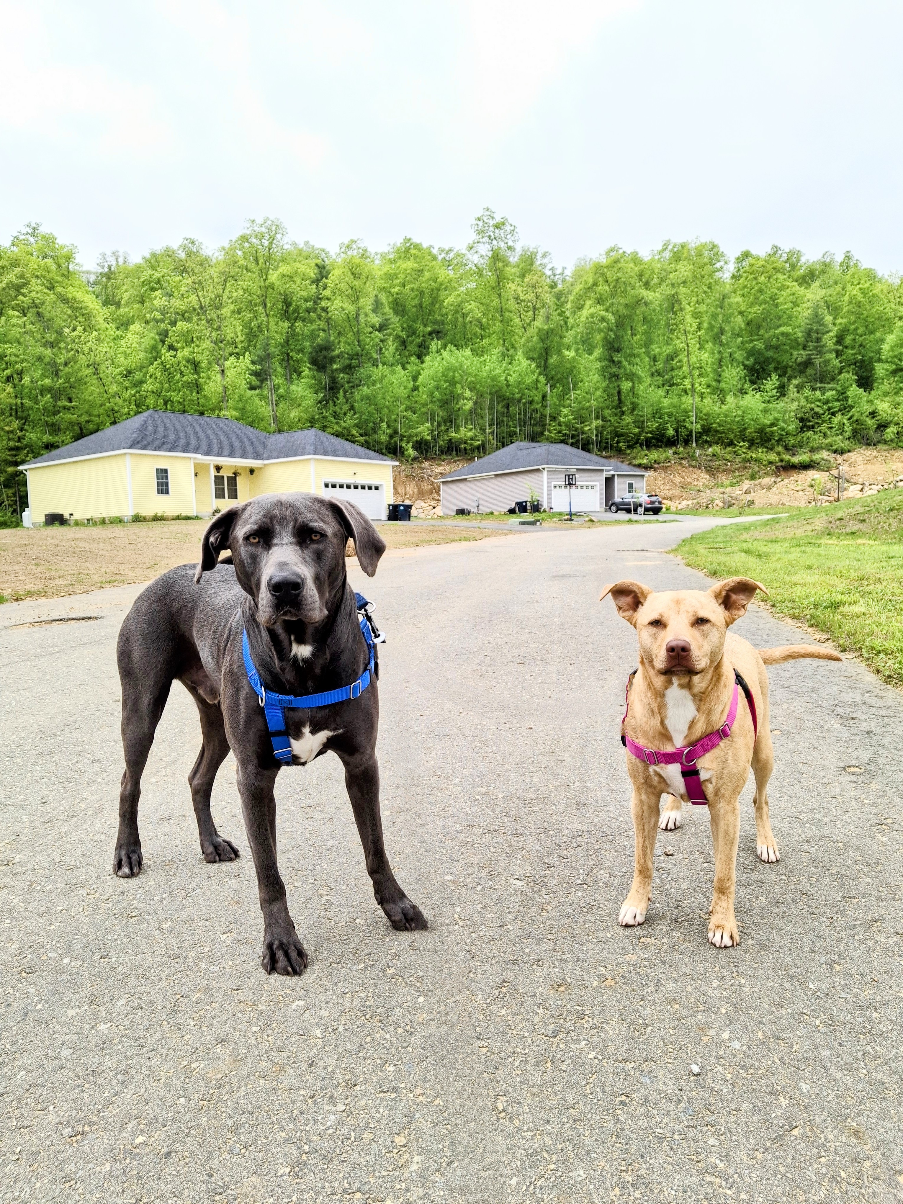 These Two Are Paw-sitively Hysterical! 🐕 🤣 🐕