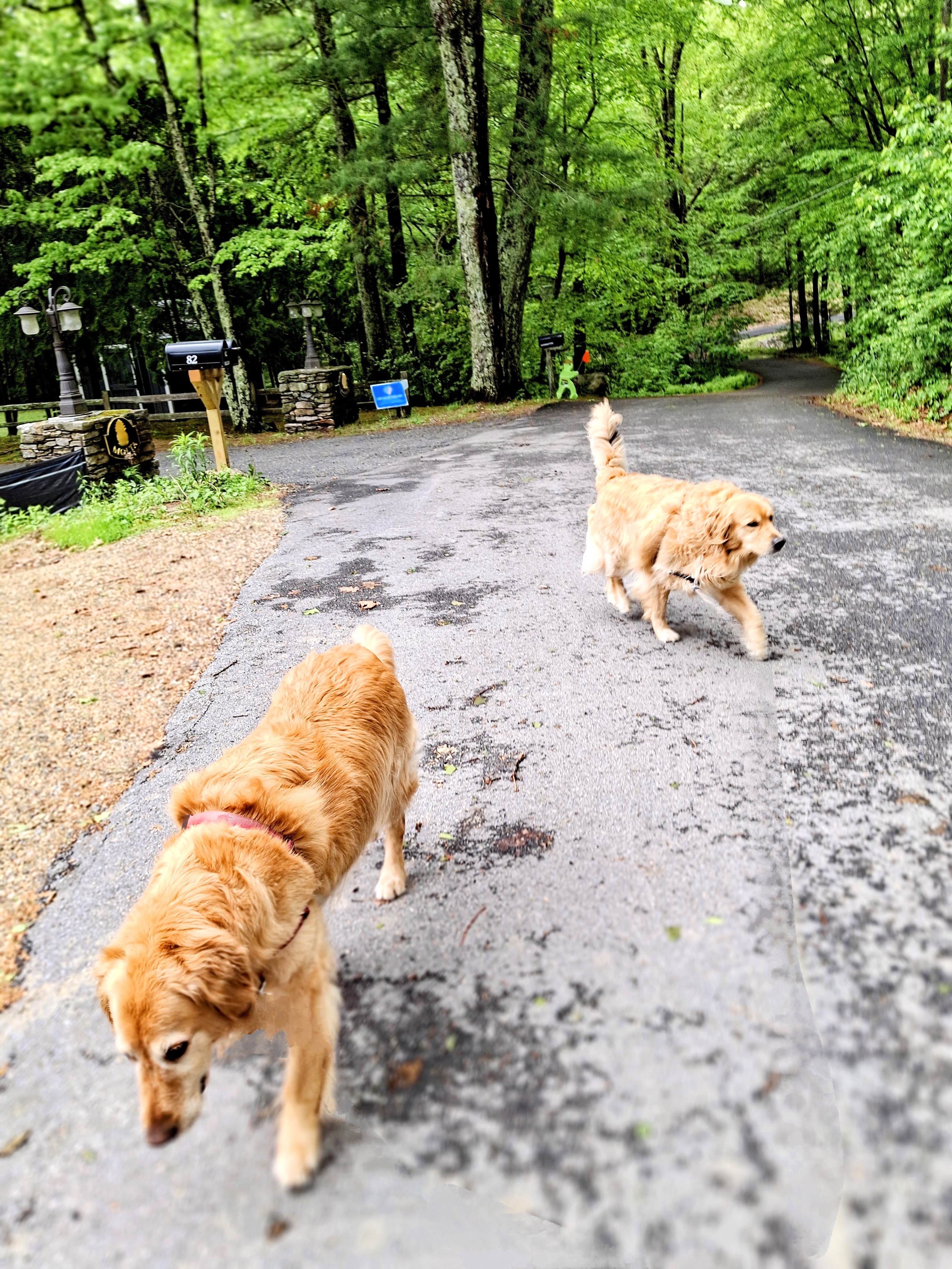 Two Golden Boys And One Paw-some Bond ✨️ 👬🐕✨️