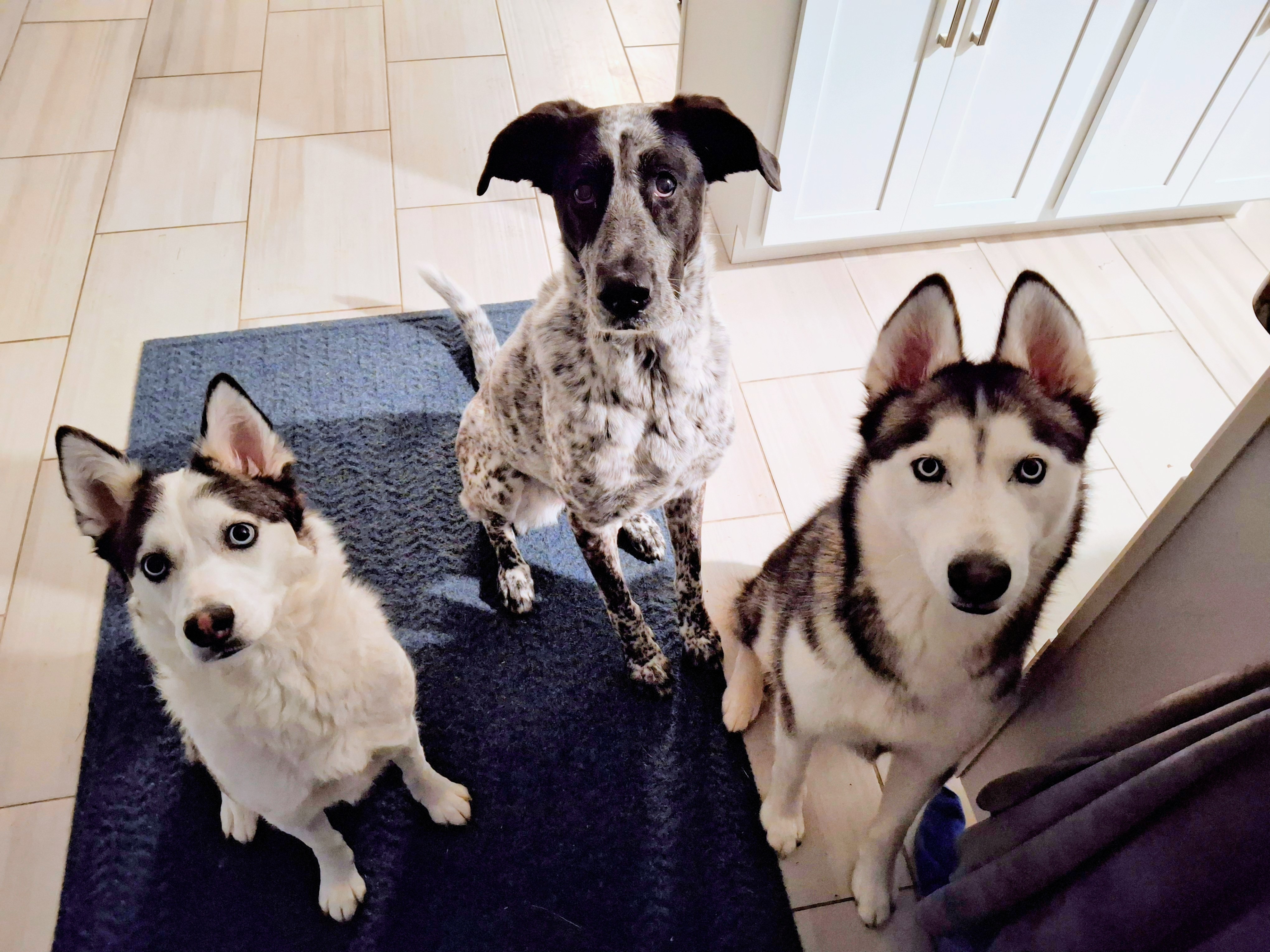 I’m Mutts About Your Pups!! ✨️😘✨️