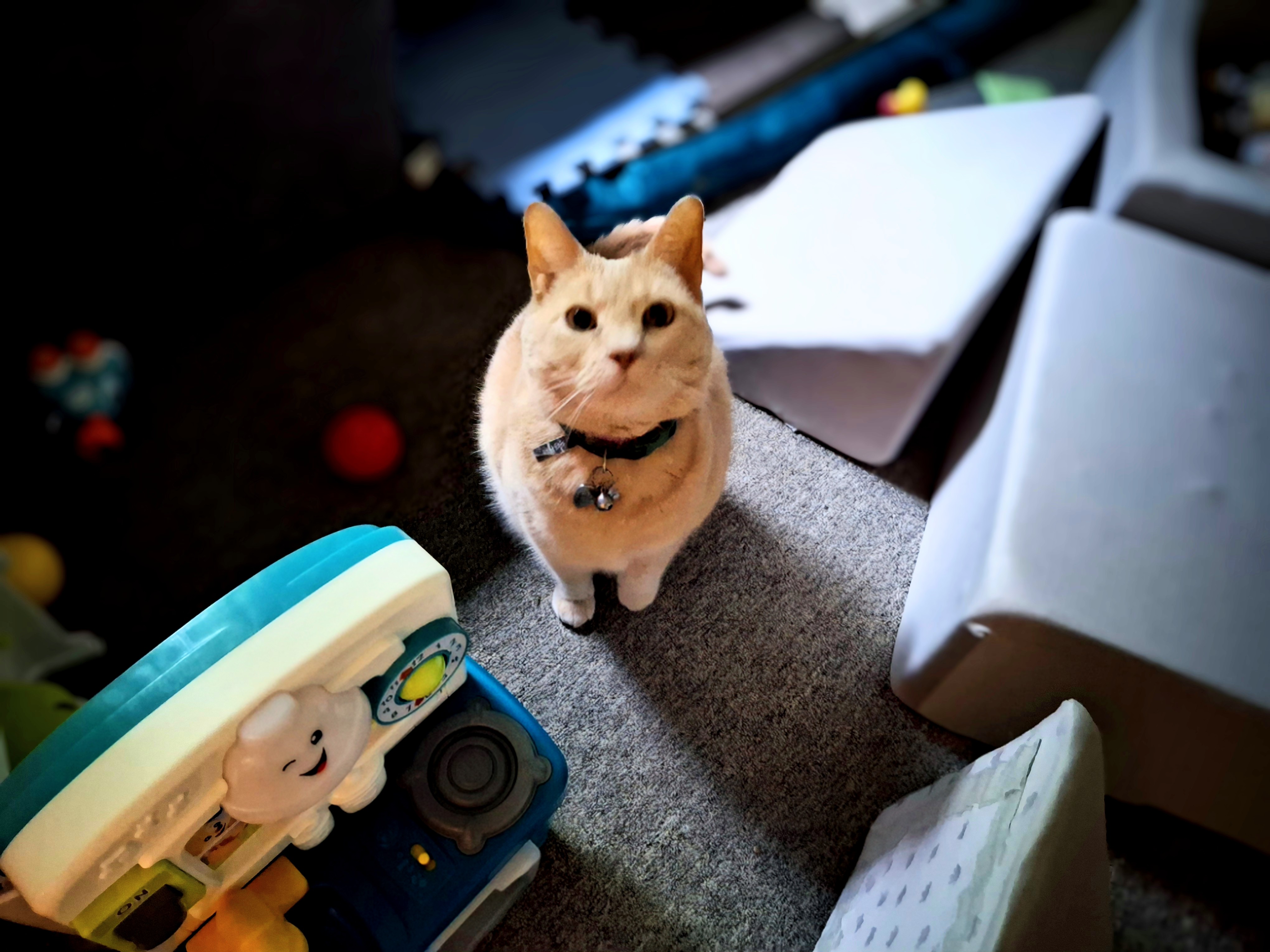 No Ruff Days Here! Just Purr-fection!