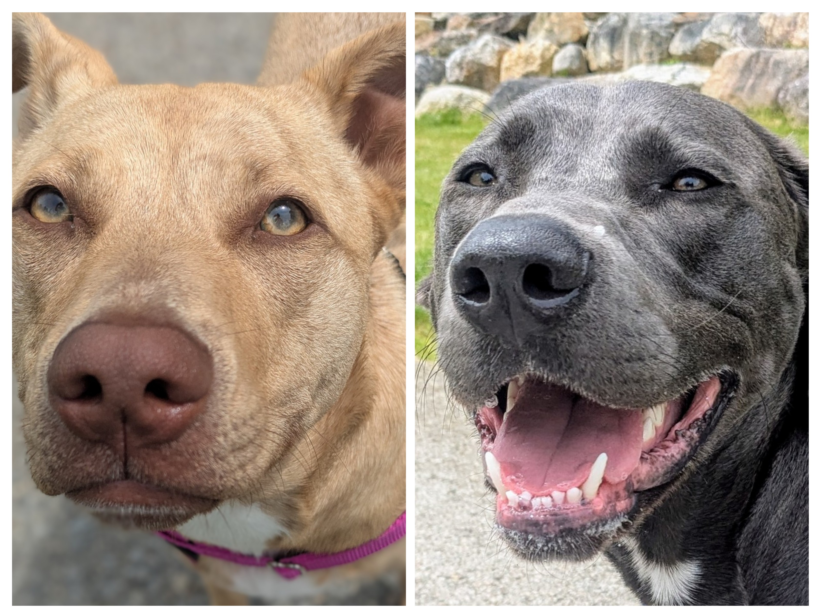 Patriotic Pups