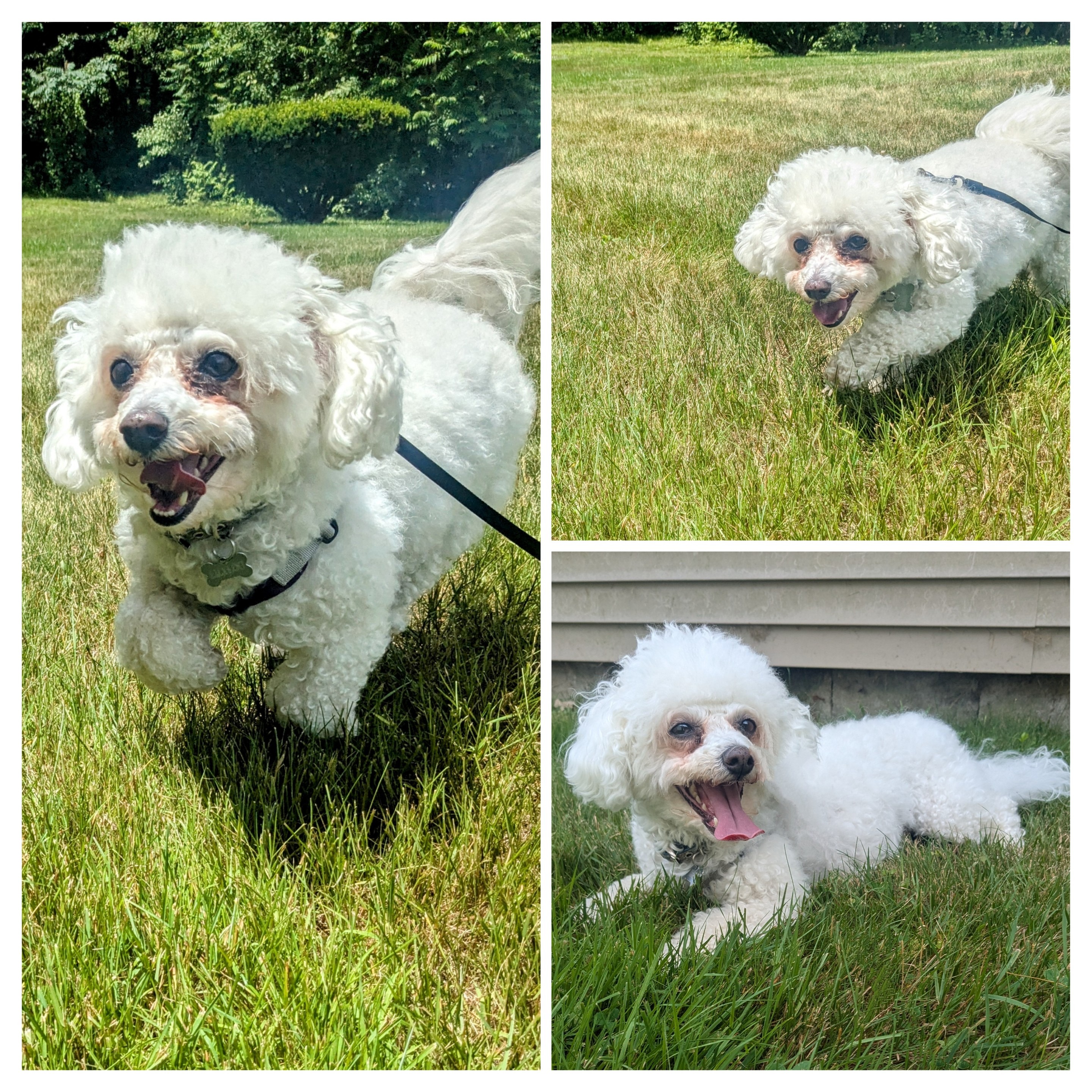 LilyLoo Has A Case Of The Zoomies!🤪