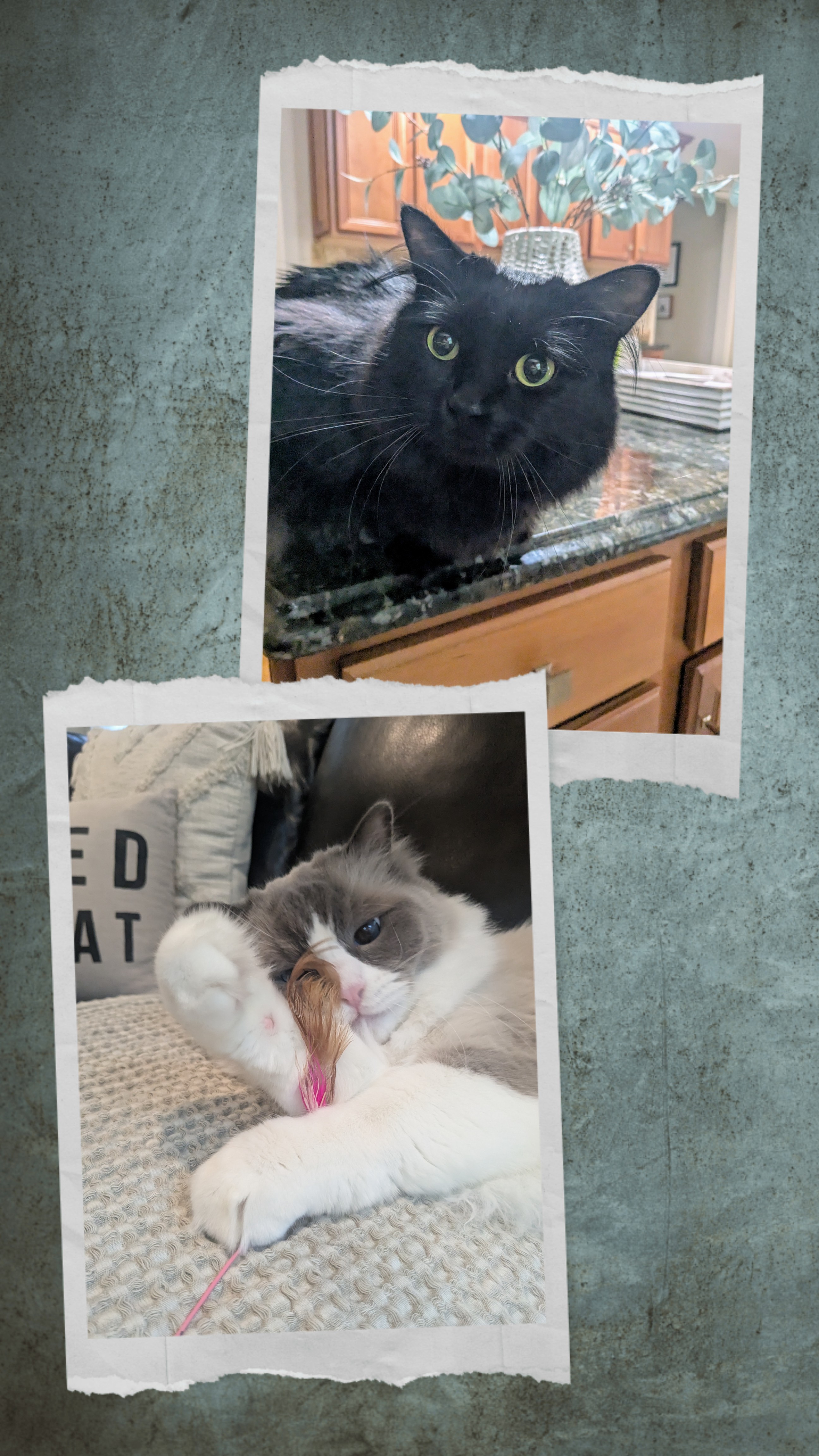 Tuesday Meowning Shenanigans!
