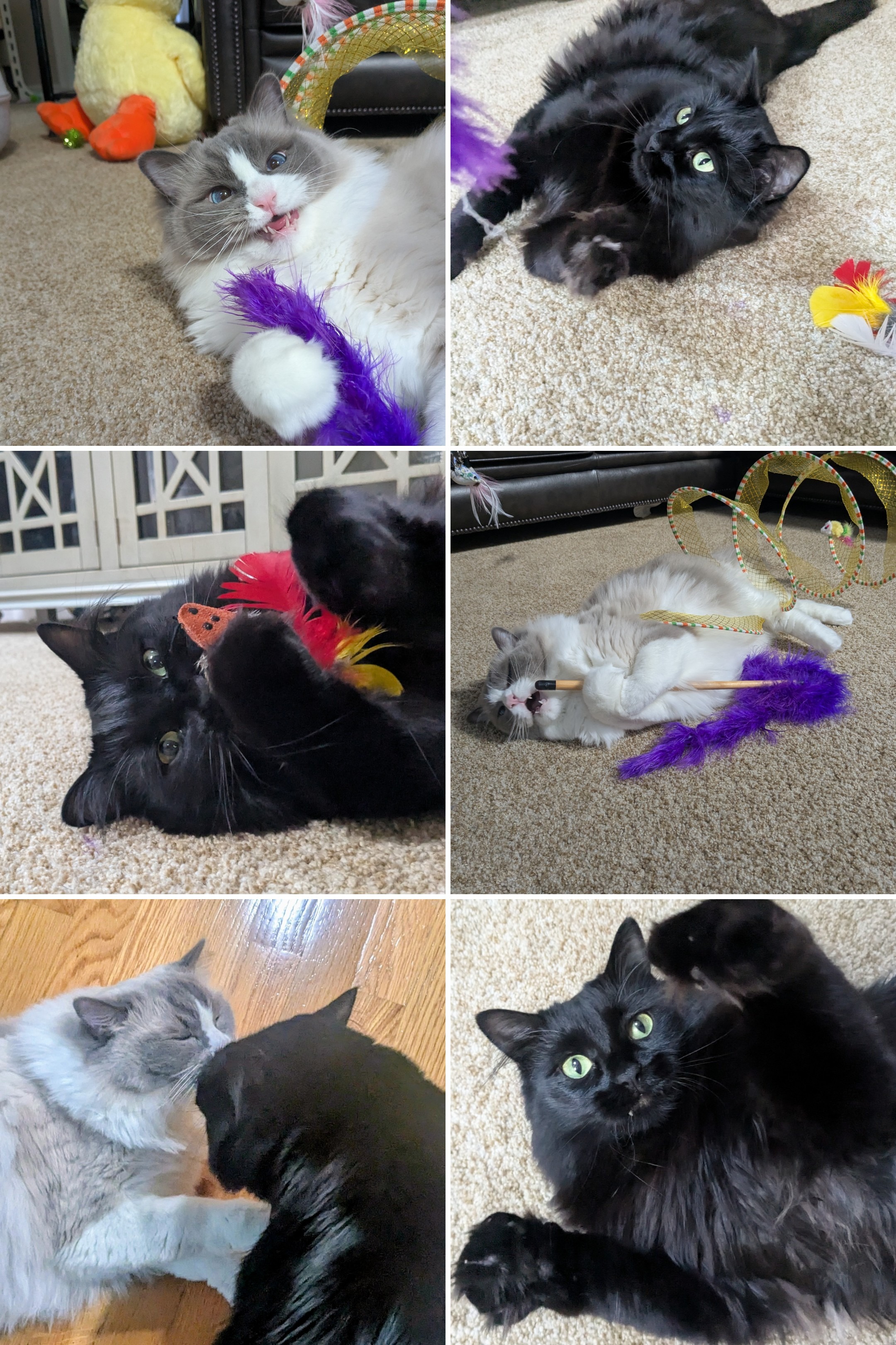 A Wild Purrsday Morning!