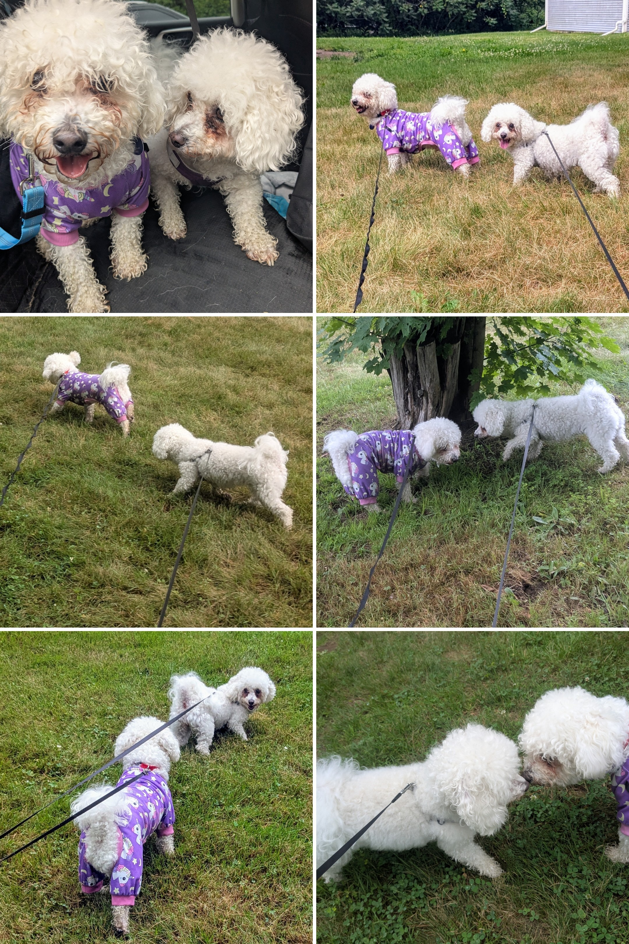 Bichon Friendsé ❤️