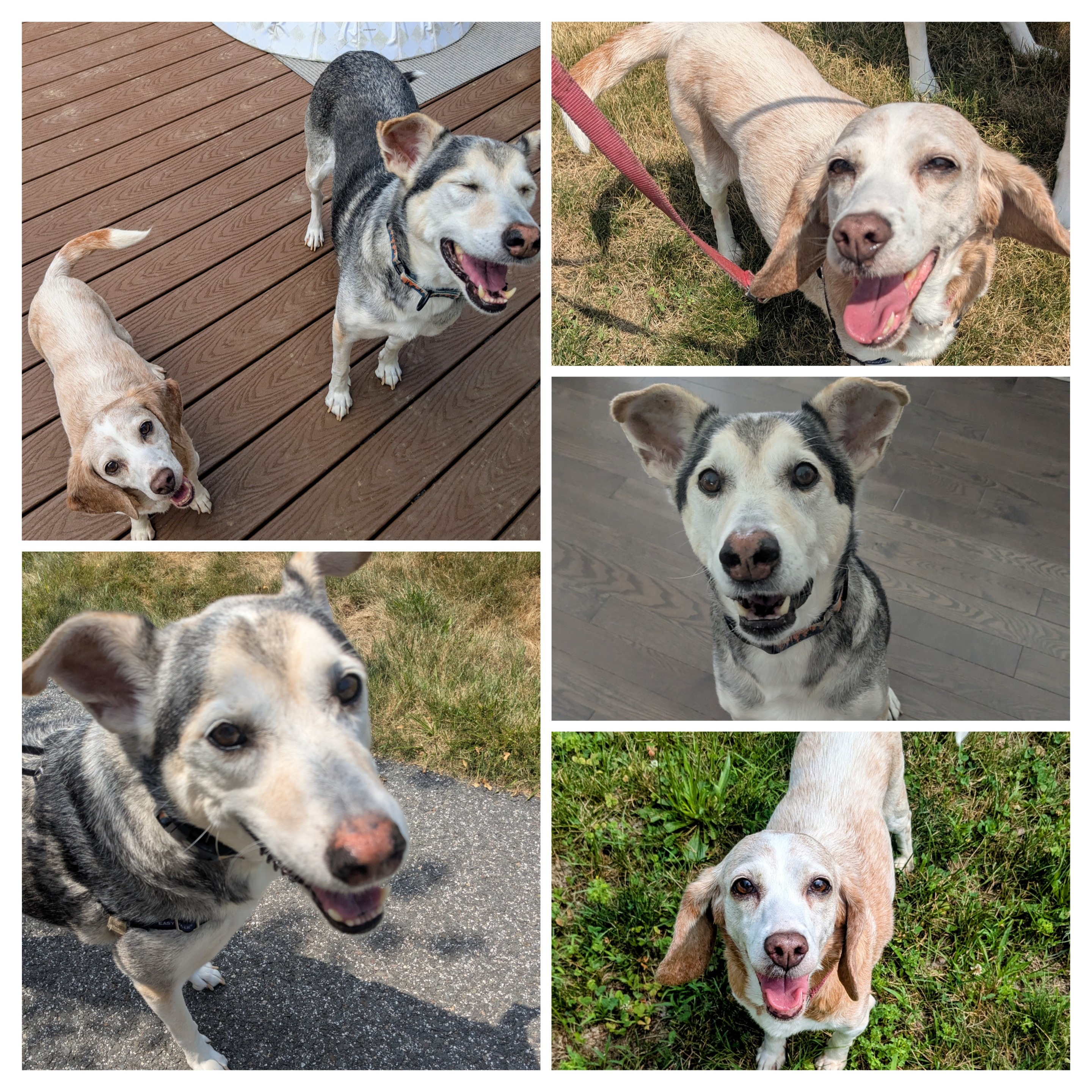 Fun In The Sun With Duke & Dixie!