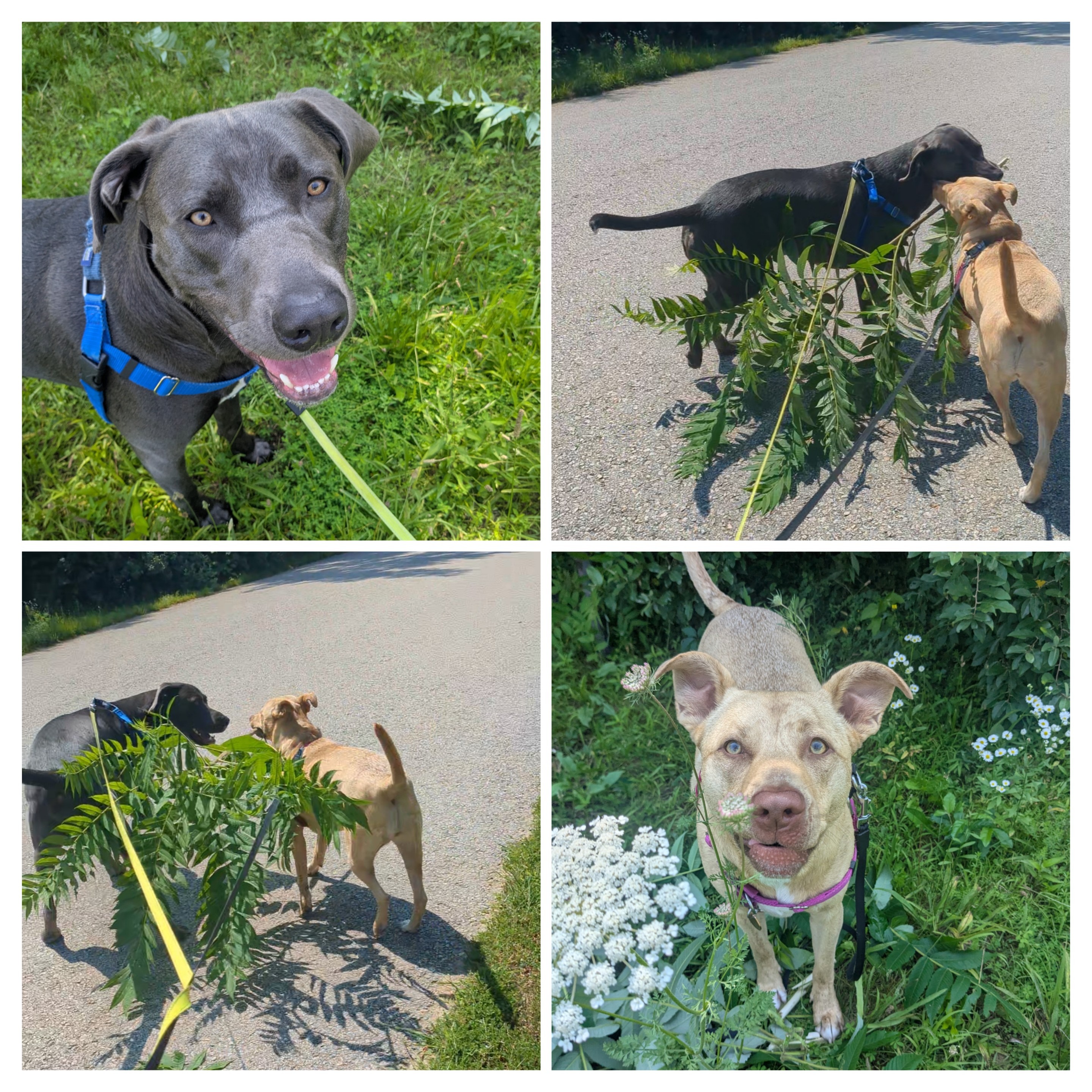 Parading Around The Neighborhood!