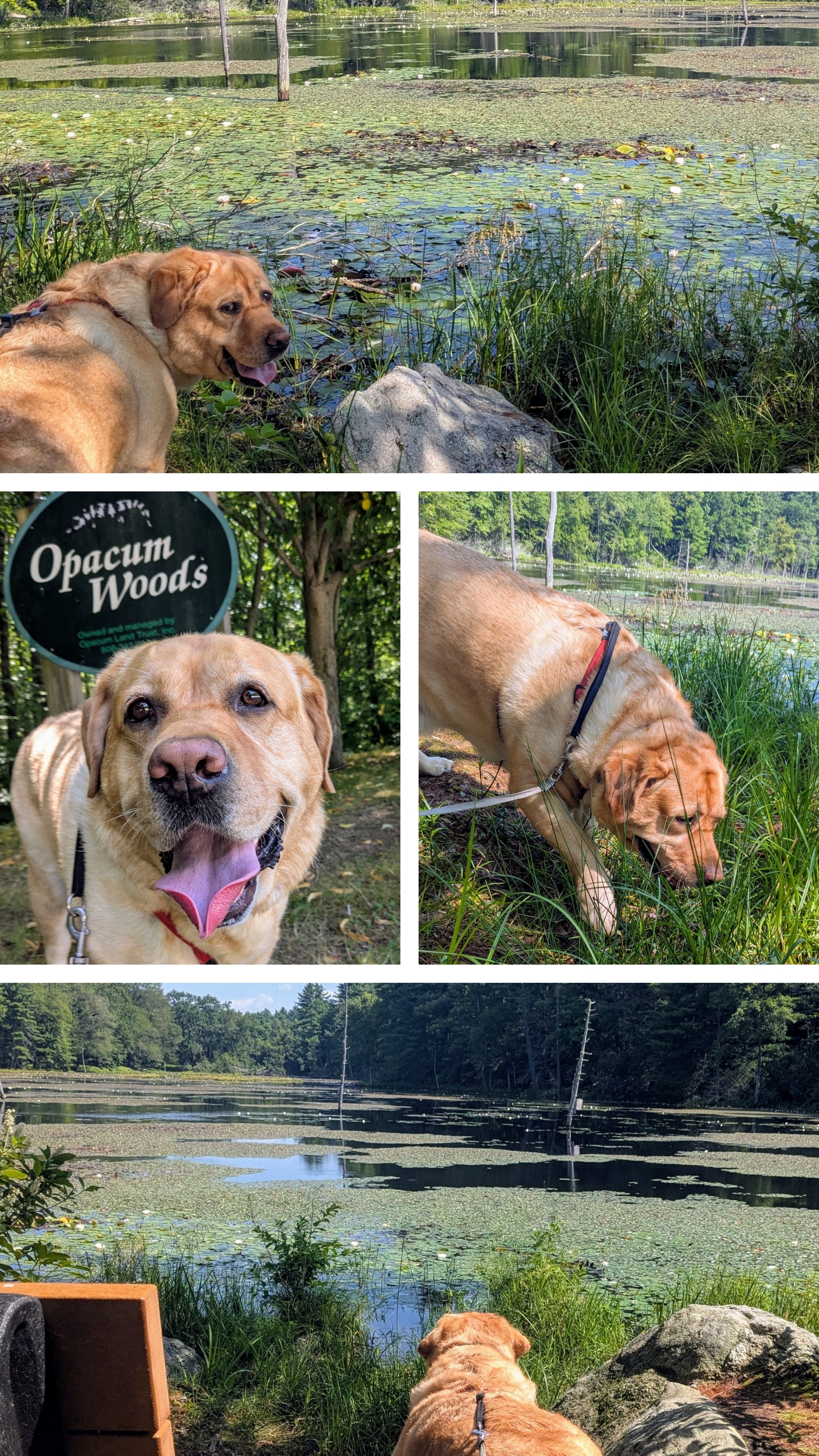 Opacum Adventure