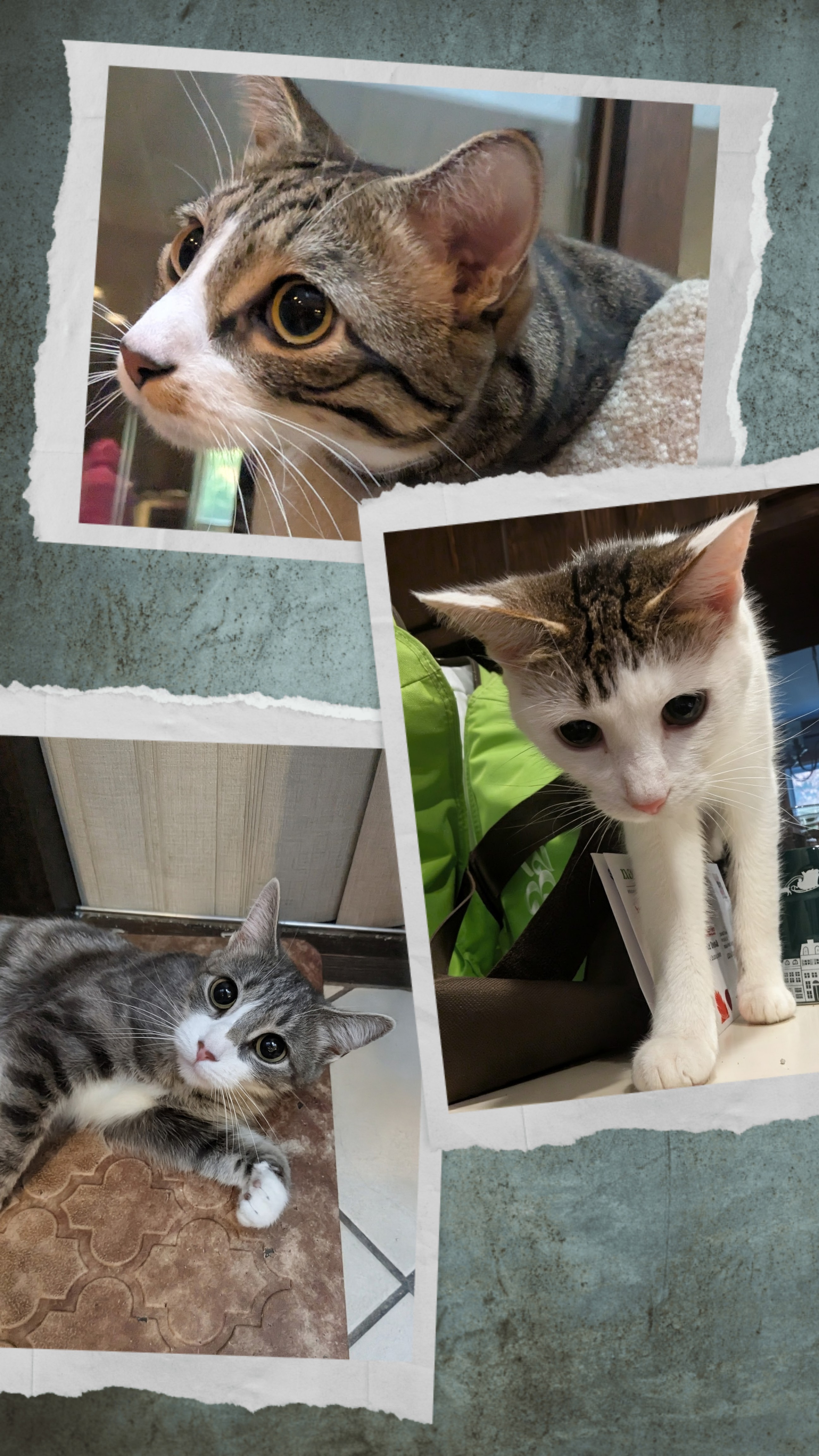 Purrs-day Morning Cuteness!