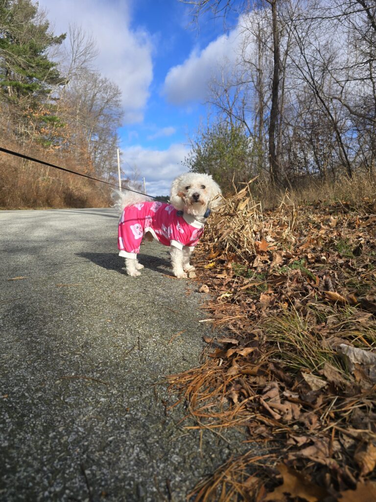 ✨️Mylo Takes On The Neighborhood In Style