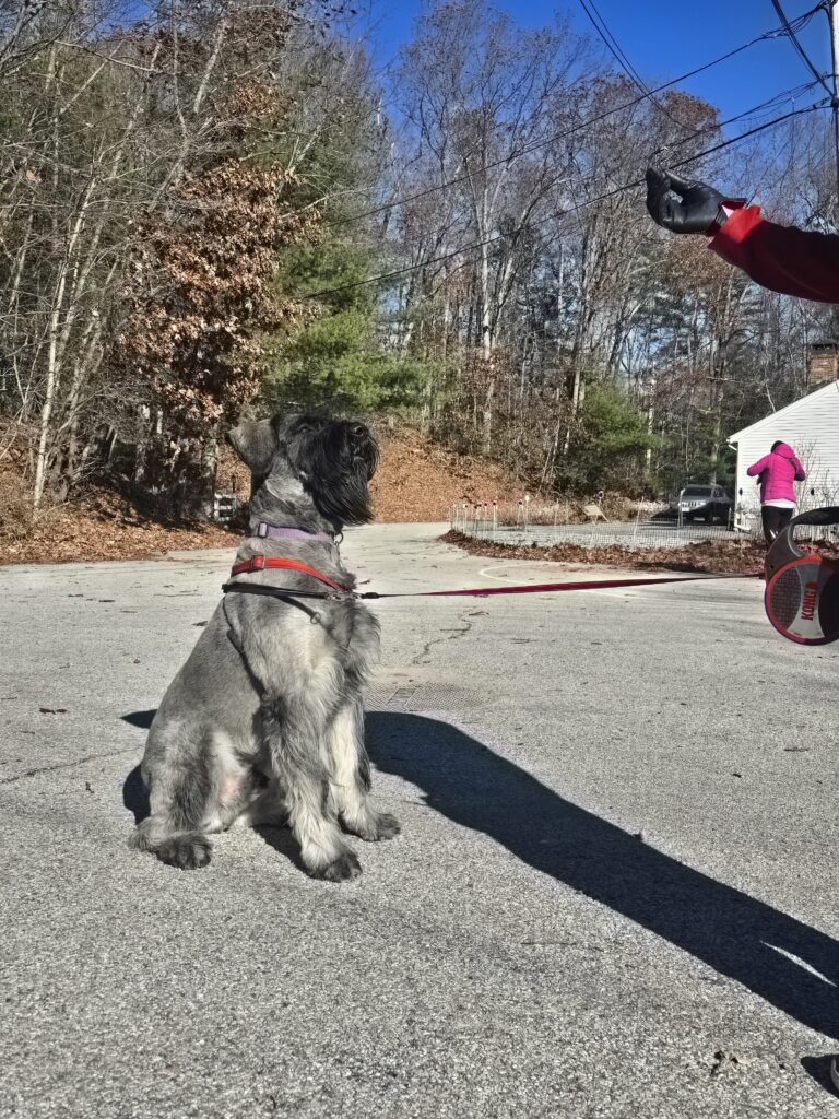Practicing Good Manners, One Love-filled, Structured Walk At A Time