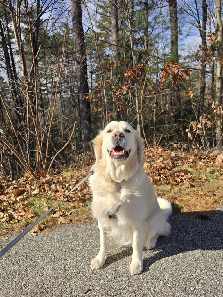 Bagel The Stick Demolisher Reporting For Duty