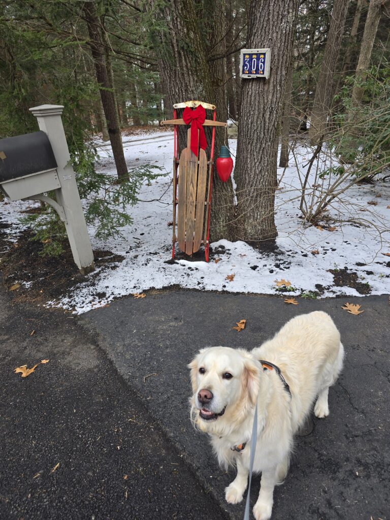❄️Snowflakes & Sniffs 👃