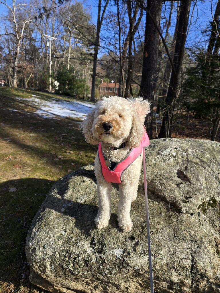 ✨️ Pups Victory Secured 🫡🤗
