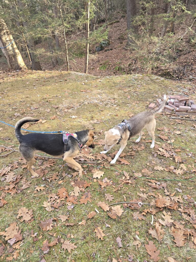 💕🐶 The Dynamic Duo 🐾🐶