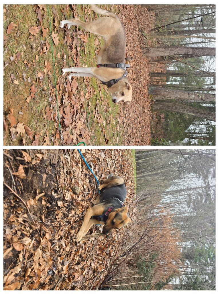 🌲Forest Snacks And Fawn Spa Moments💆‍♀️✨️