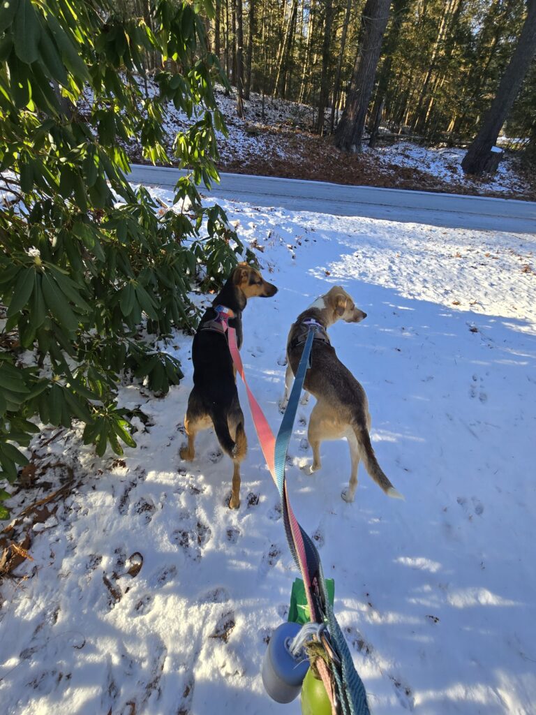 🌲 Chomping In A Winter Wonderland🎶