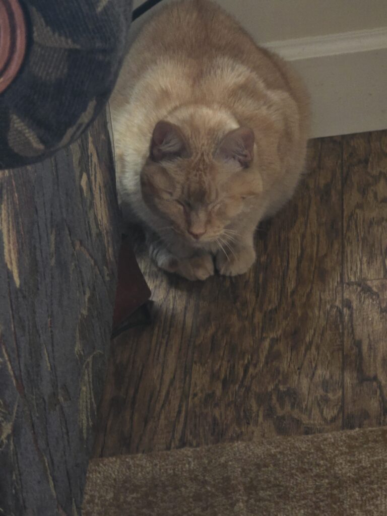 🥸 Loaf Mode Activated. Please Do Not Disturb 😸