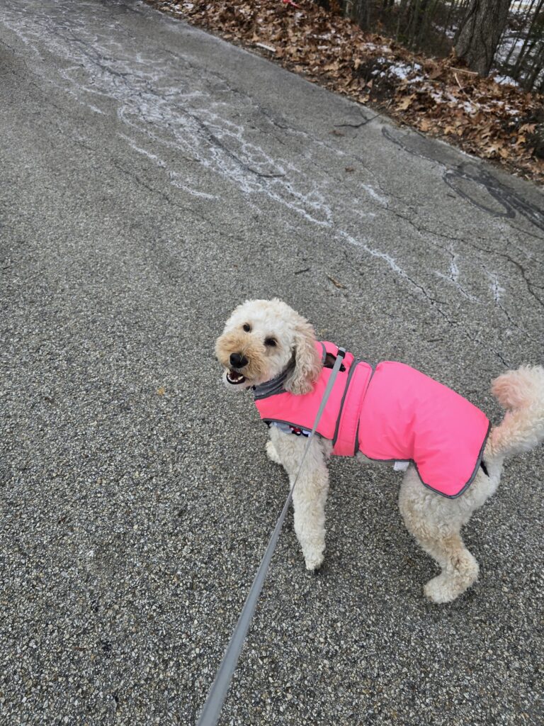 🐾❄️ Treats, Goofiness, Its Friday! 🥳