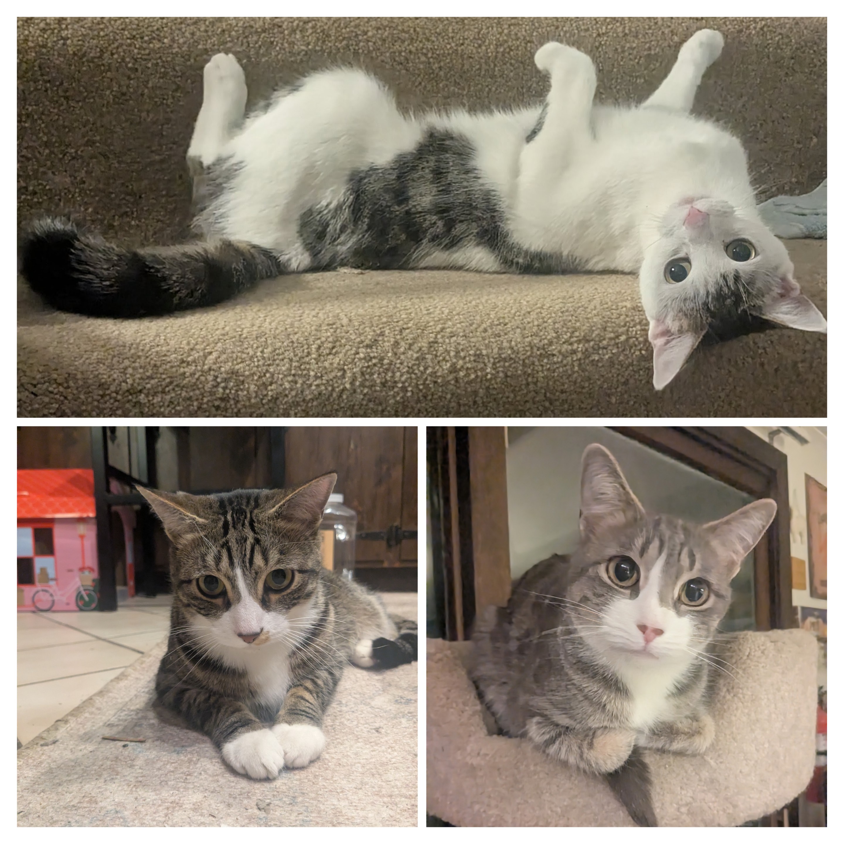 Caturday Night Cuteness!