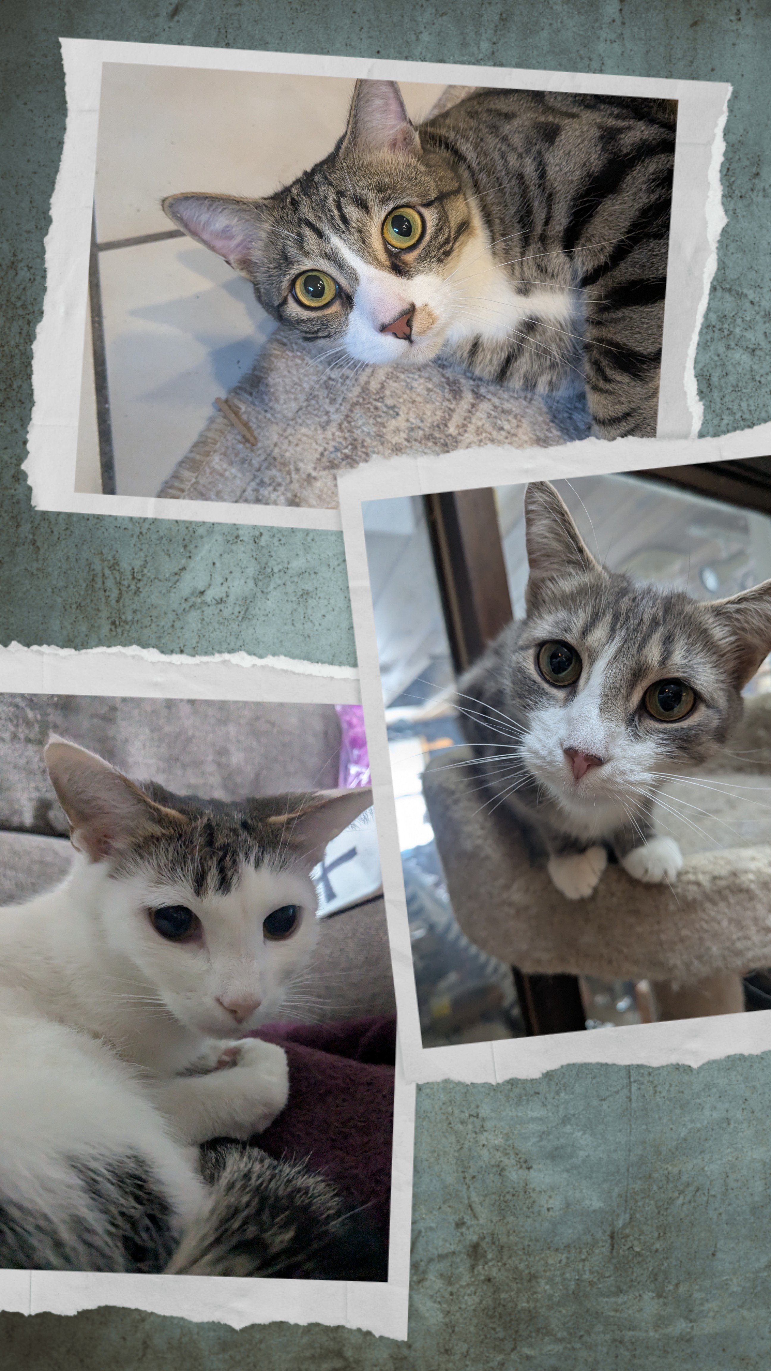 Just Purr-fect!