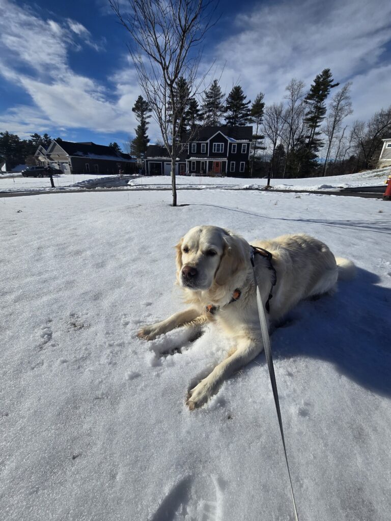 🐾☀️ Bagels Snowday Social Hour 🤗