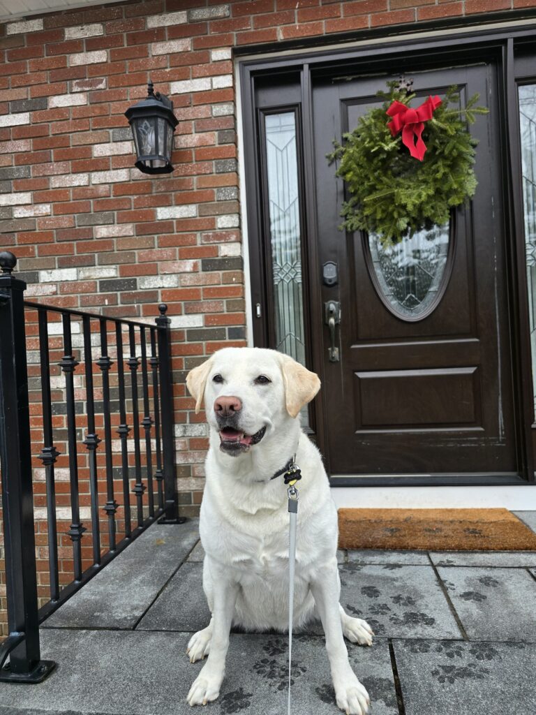 ❄️ Saturday Sweetheart 💕🐾