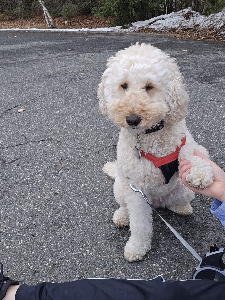 🐾Millie’s Thursday Patrol: Sniff First, Walk Later🐕