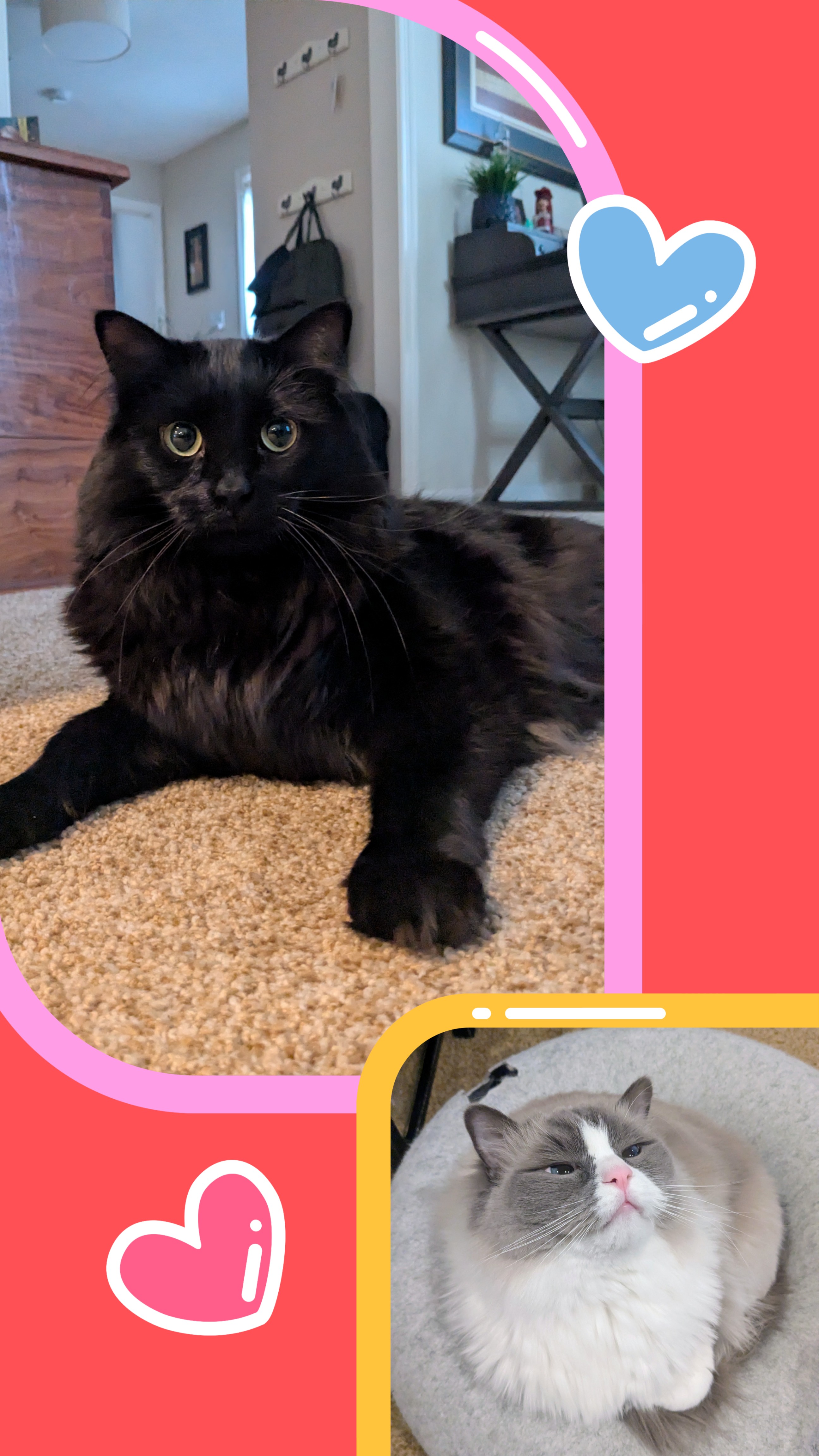 Good Meowning!