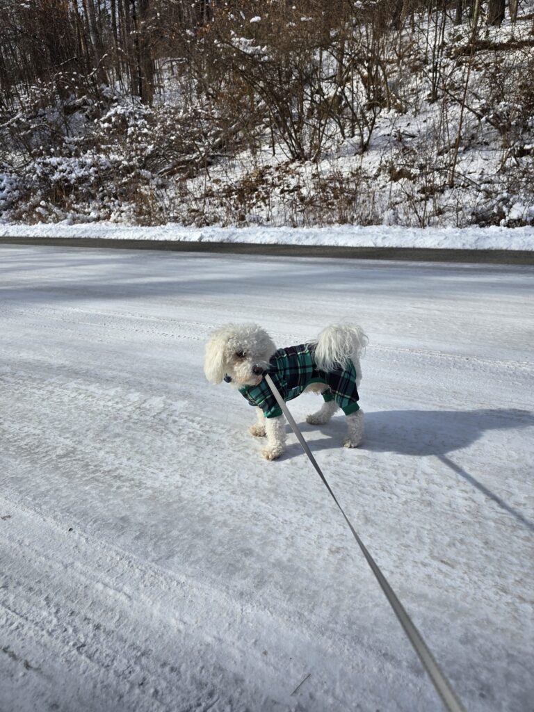 🐾 The Frosty Lad In Plaid ⛄️💚