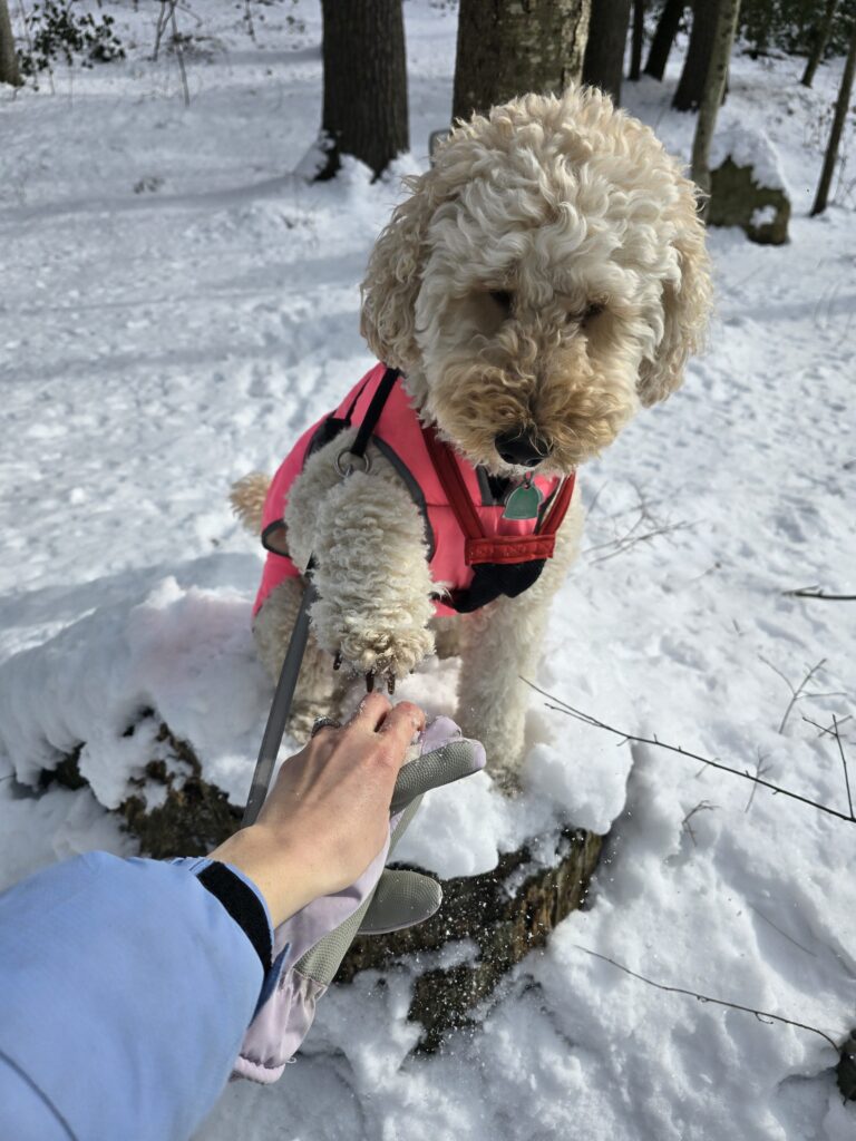 💕 Millie’s Wander Through Winter Wonderland ❄️