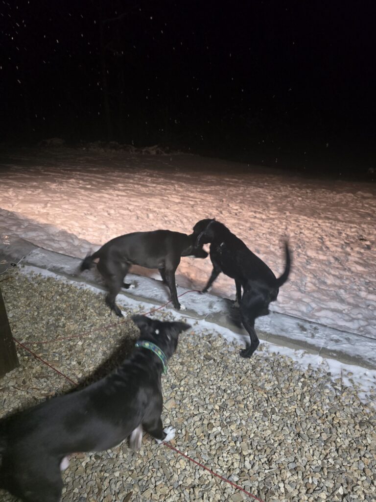 🪵The Woodpile Detectives Are On The Case! 🦮🐾