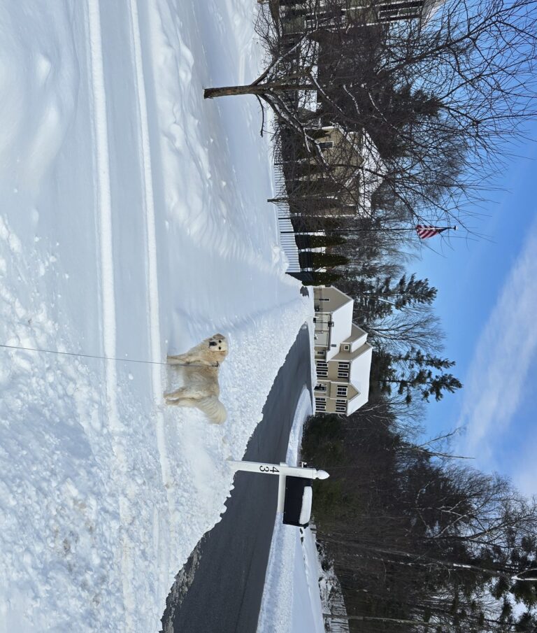❄️🐾 Fresh Flake Frolicking