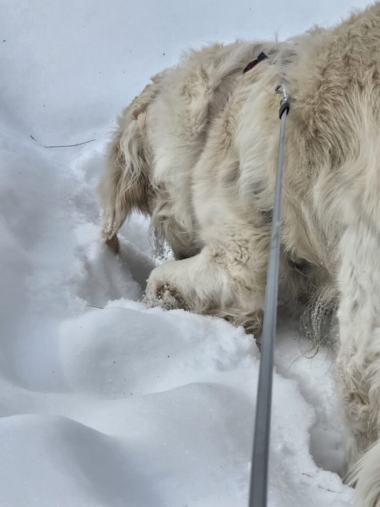 🔎”Excuse Me Mr Groundhog, Might I Have A Word?” ❄️🐾