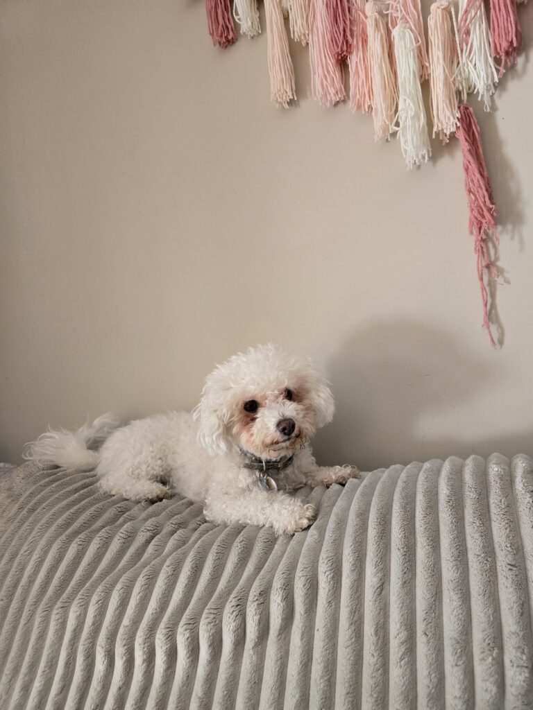 💕 Plentiful ‘paw-fect’ Pampering 💆‍♀️💕
