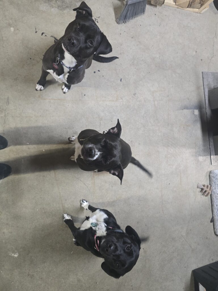 🐾 Three Furry Cupids Stole My Heart 💘