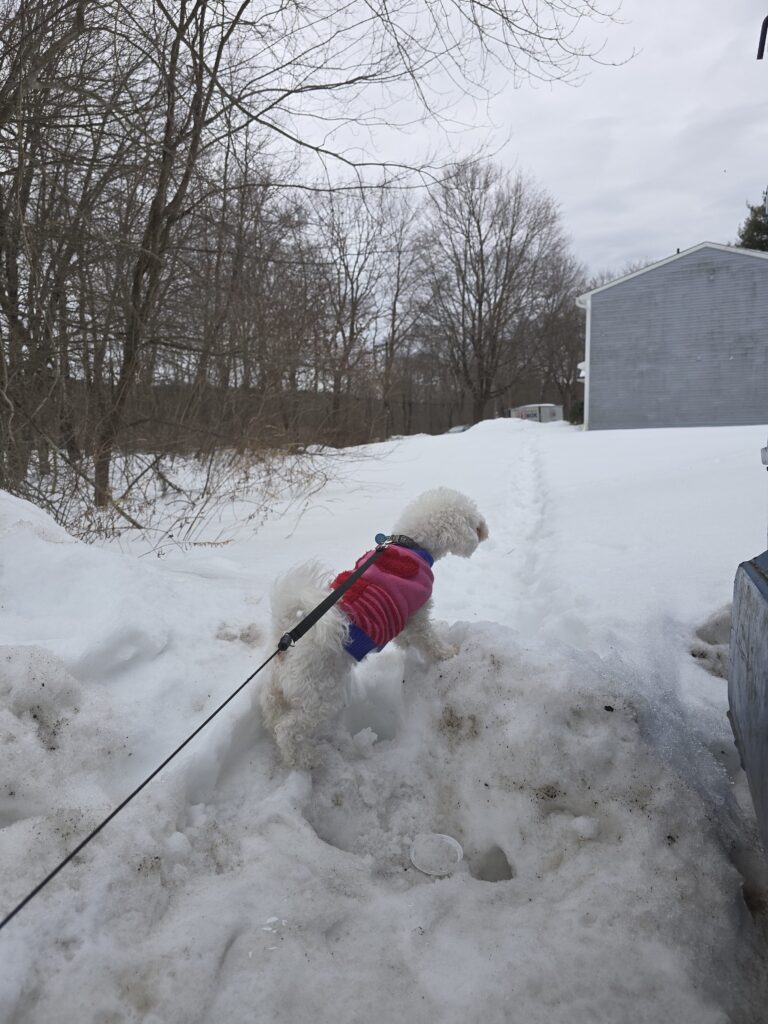 🐾Snowy Sniffs & Sassy Barks 💕