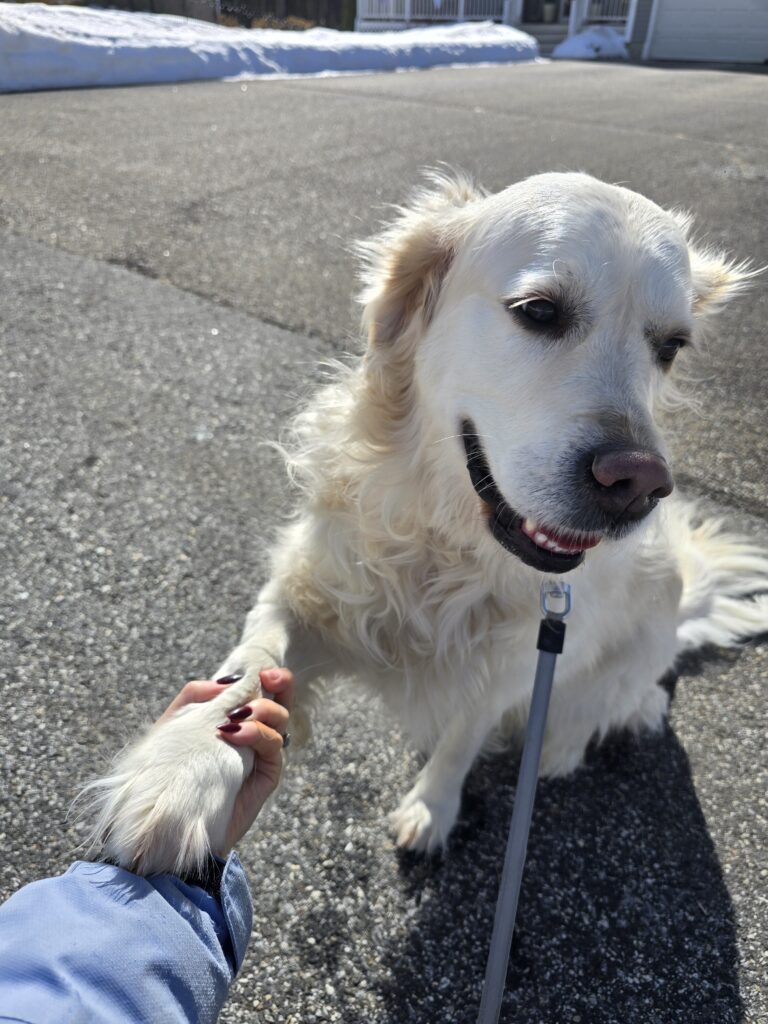 ​40 Degrees & Paws-itive Vibes Only 🐾✨